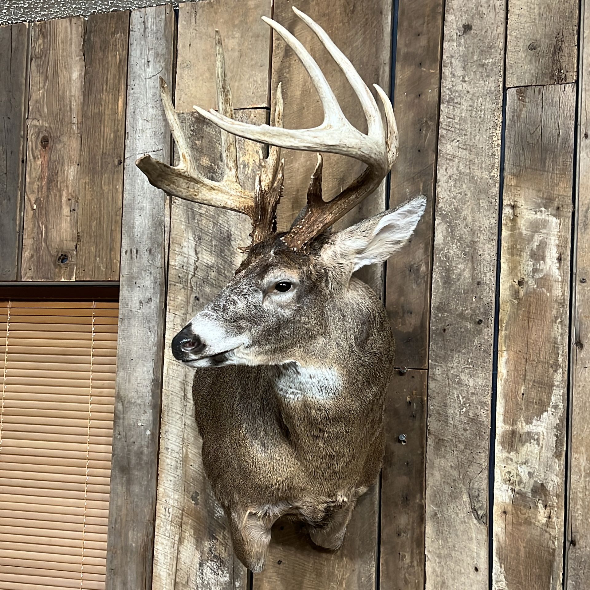 Bourke's Taxidermy Whitetail Deer Mounts