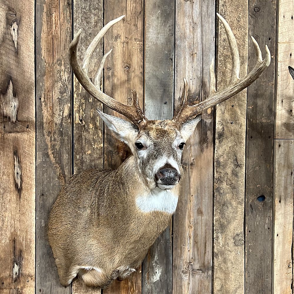 Bourke's Taxidermy Whitetail Deer Mounts