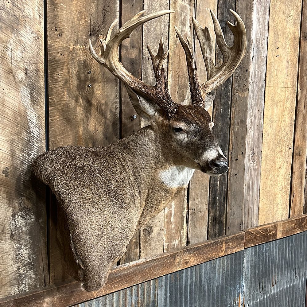 Bourke's Taxidermy Whitetail Deer Mounts
