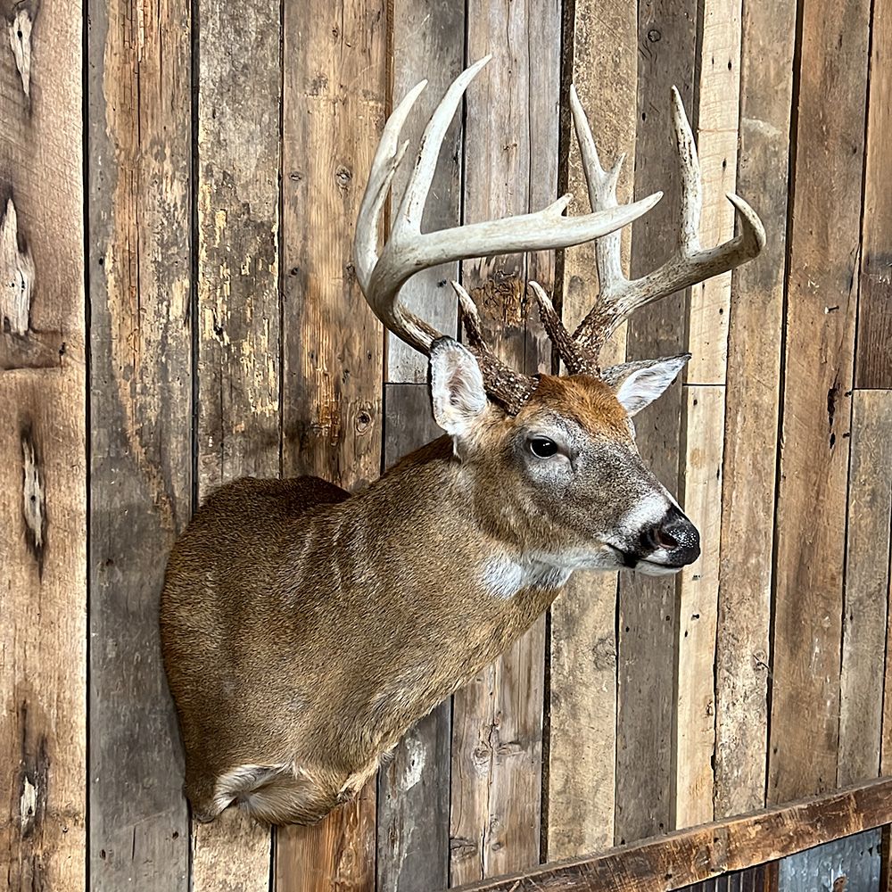 Bourke's Taxidermy Whitetail Deer Mounts