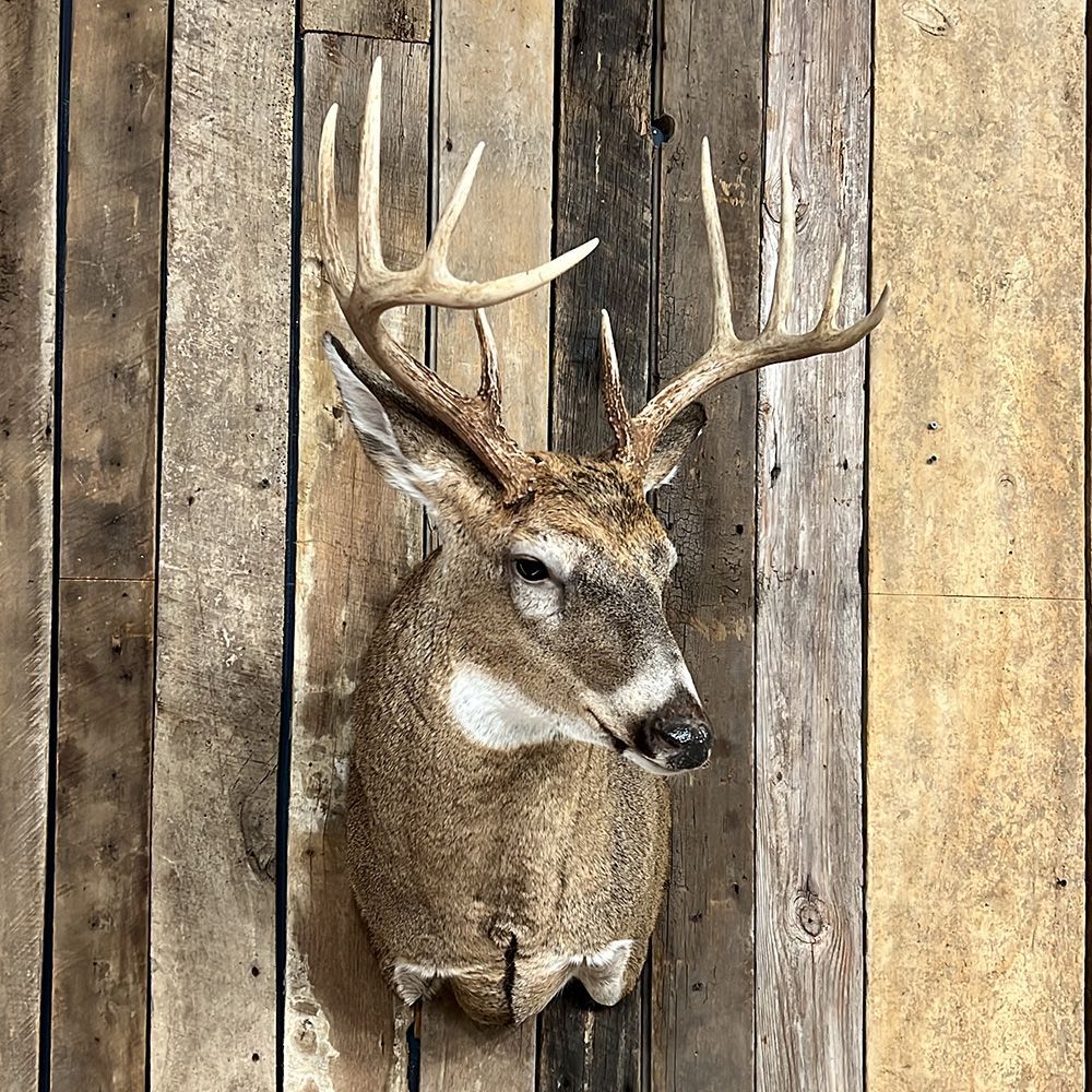 Bourke's Taxidermy Whitetail Deer Mounts