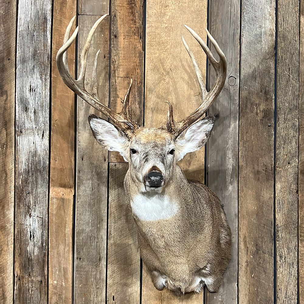Bourke's Taxidermy Whitetail Deer Mounts