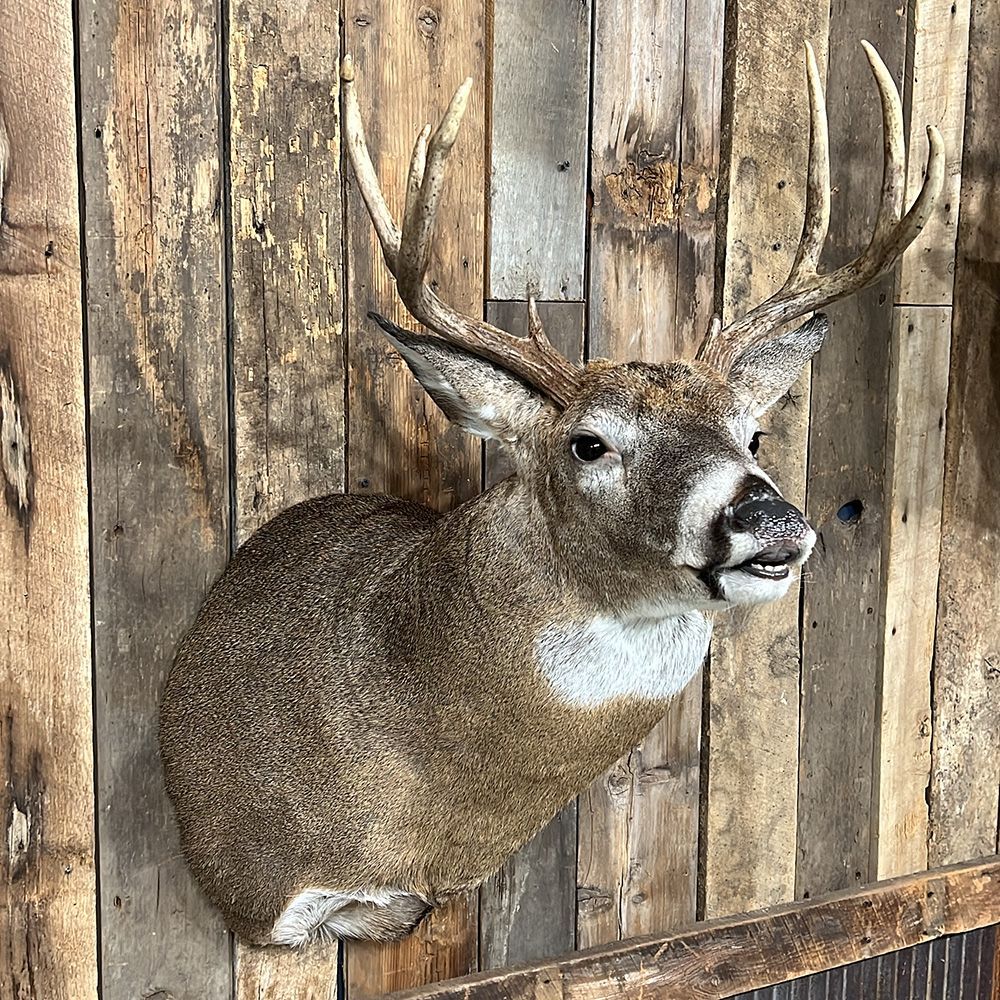 Bourke's Taxidermy Whitetail Deer Mounts