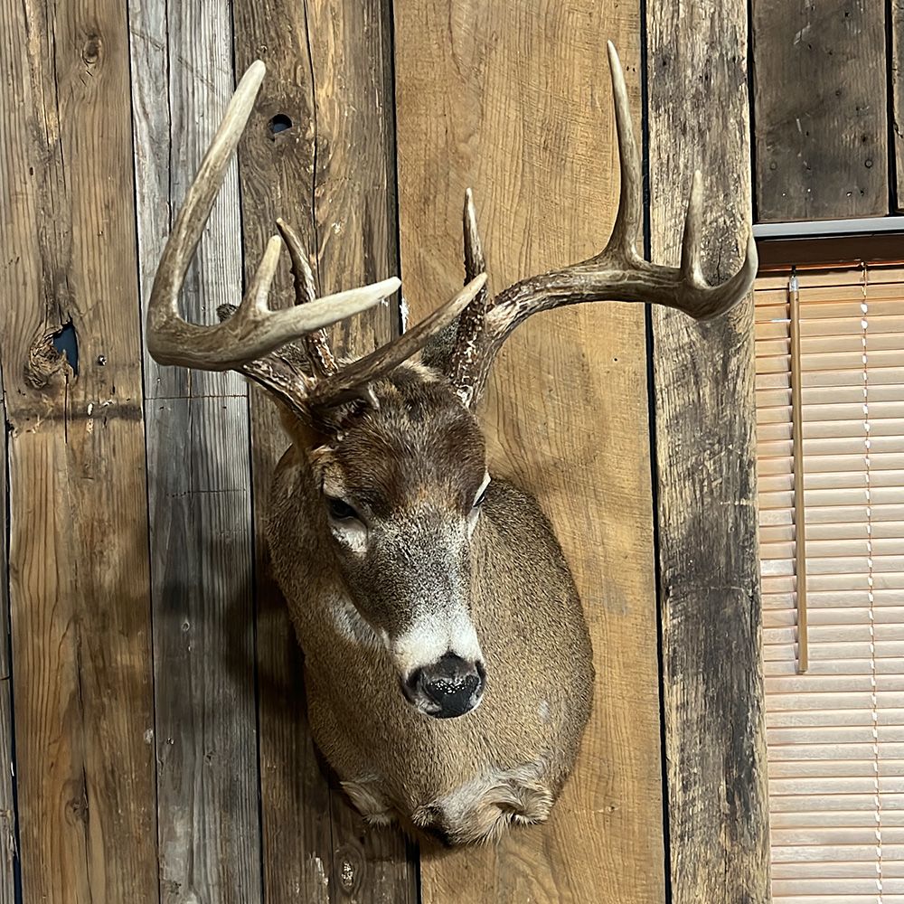Bourke's Taxidermy Whitetail Deer Mounts