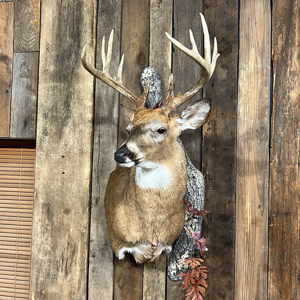 Bourke's Taxidermy Whitetail Deer Mounts
