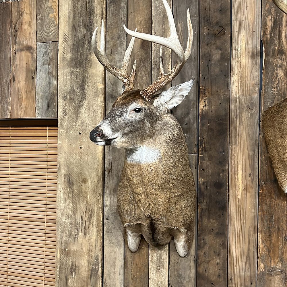 Bourke's Taxidermy Whitetail Deer Mounts