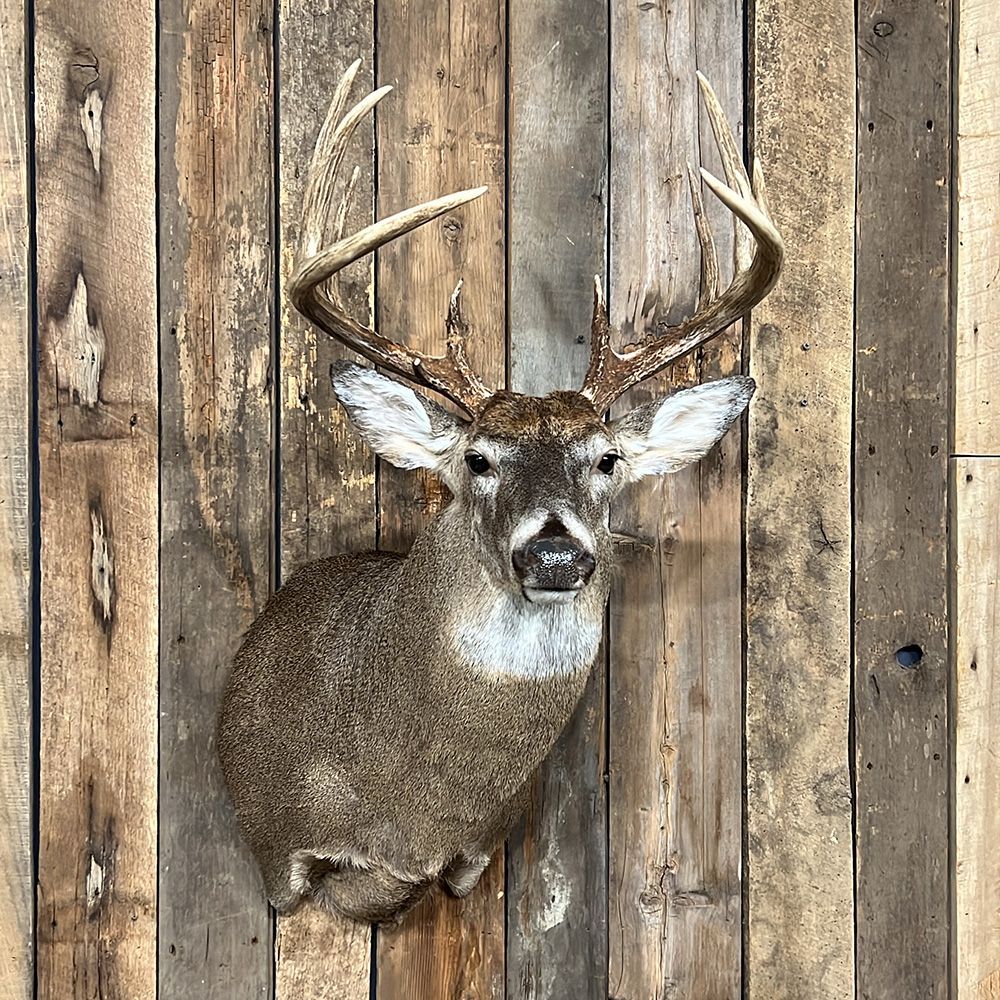 Bourke's Taxidermy Whitetail Deer Mounts