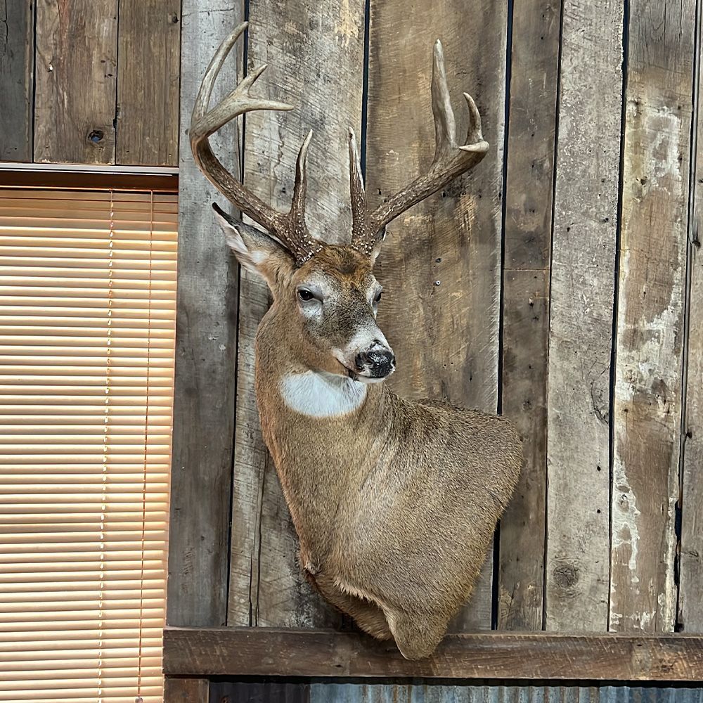 Bourke's Taxidermy Whitetail Deer Mounts
