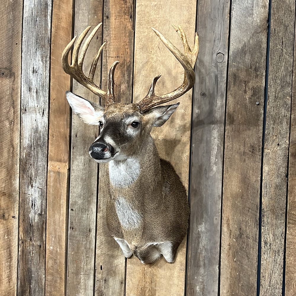 Bourke's Taxidermy Whitetail Deer Mounts