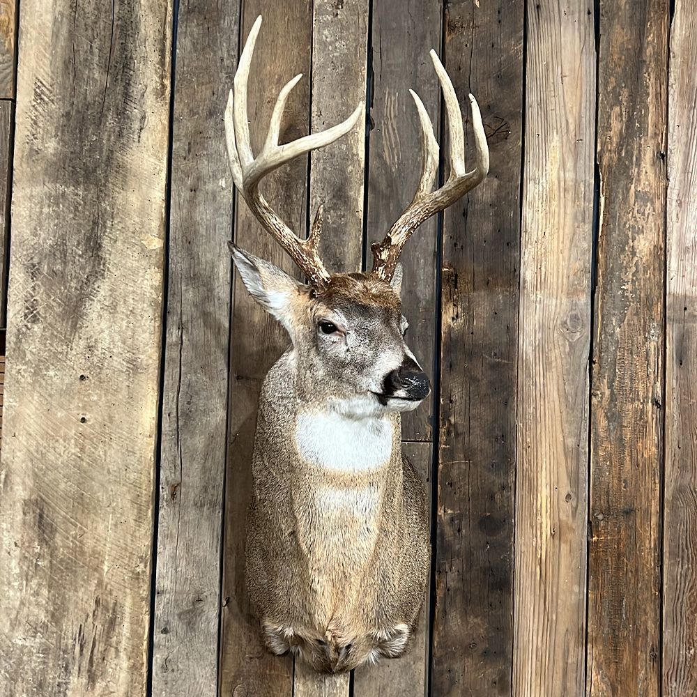 Bourke's Taxidermy Whitetail Deer Mounts