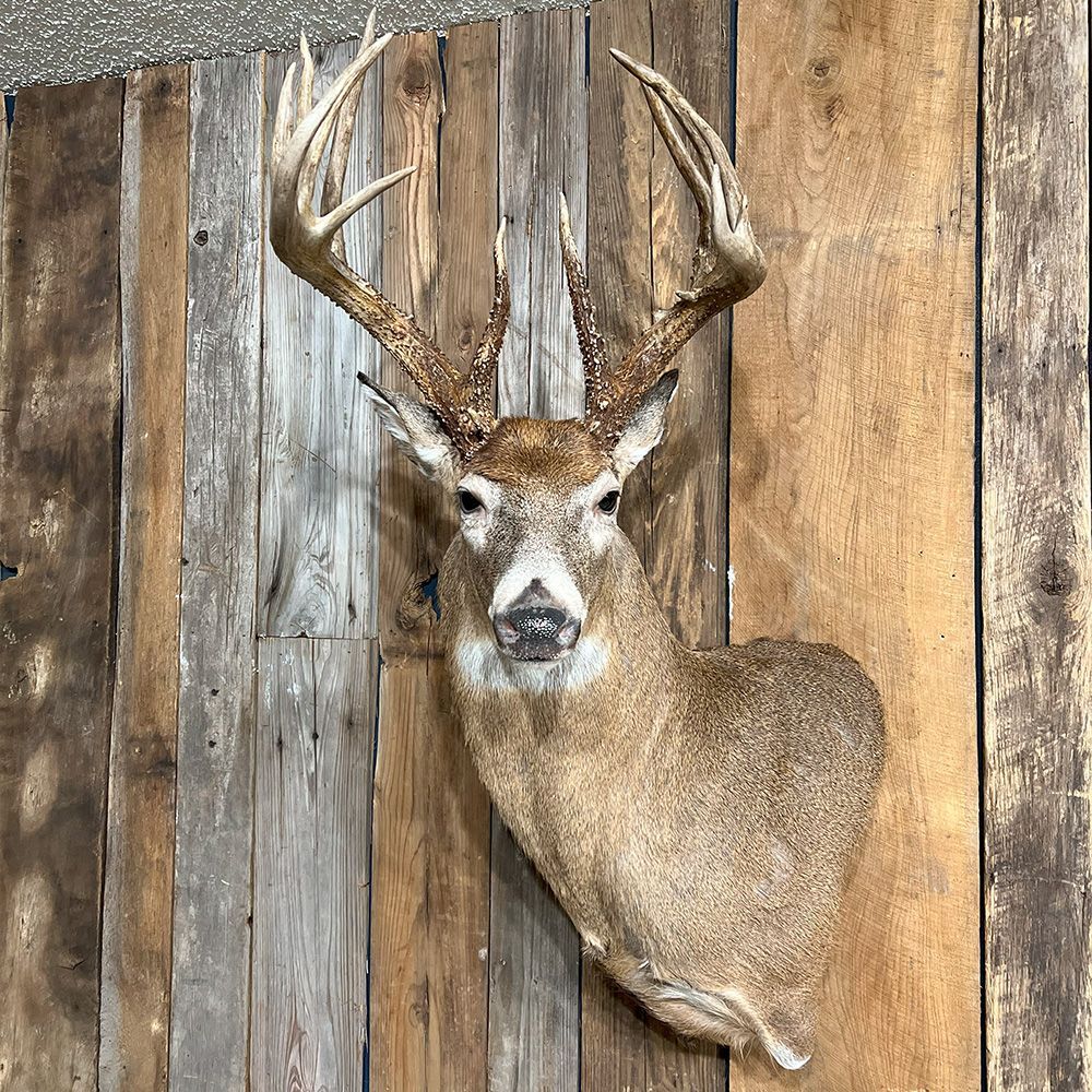 Bourke's Taxidermy Whitetail Deer Mounts