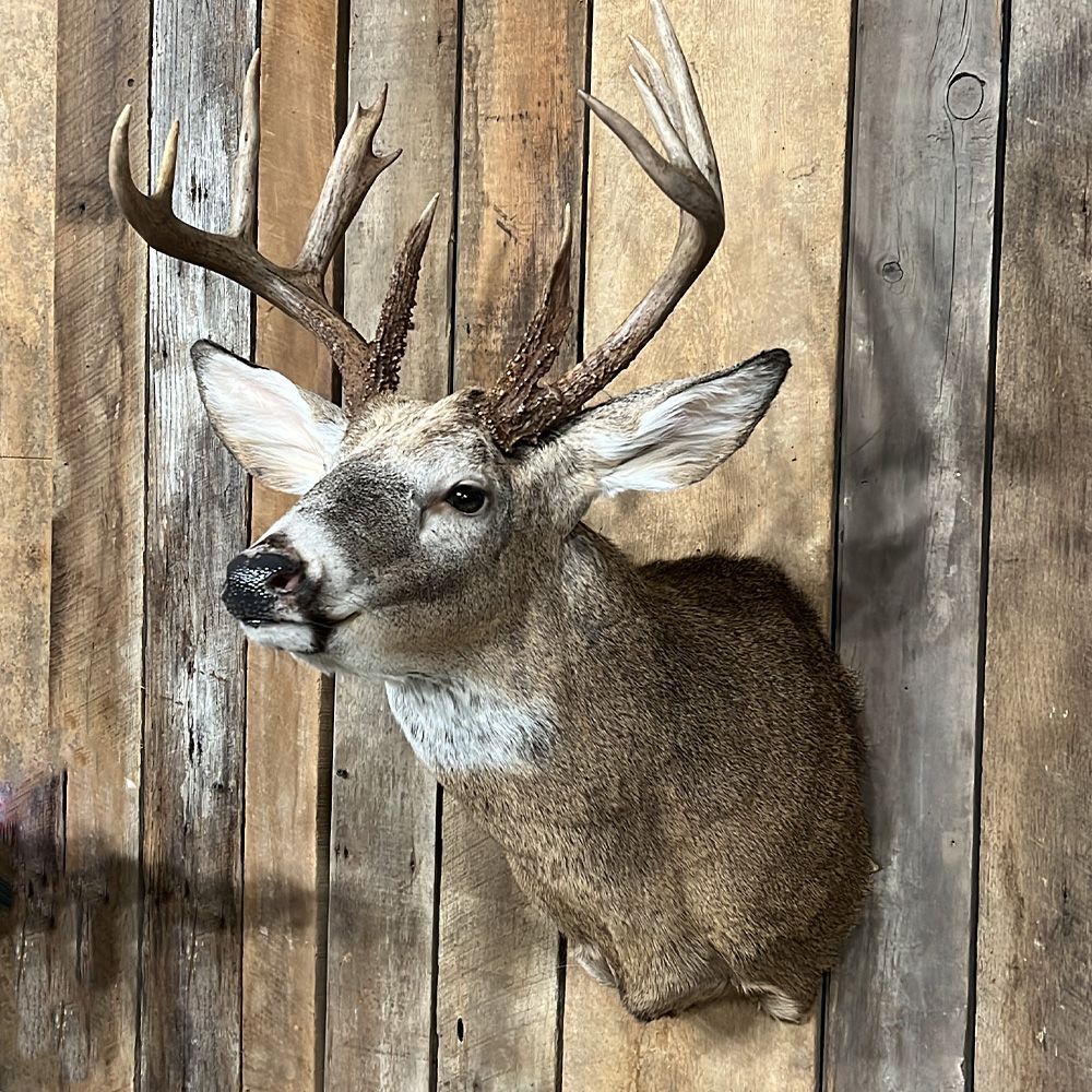 Bourke's Taxidermy Whitetail Deer Mounts
