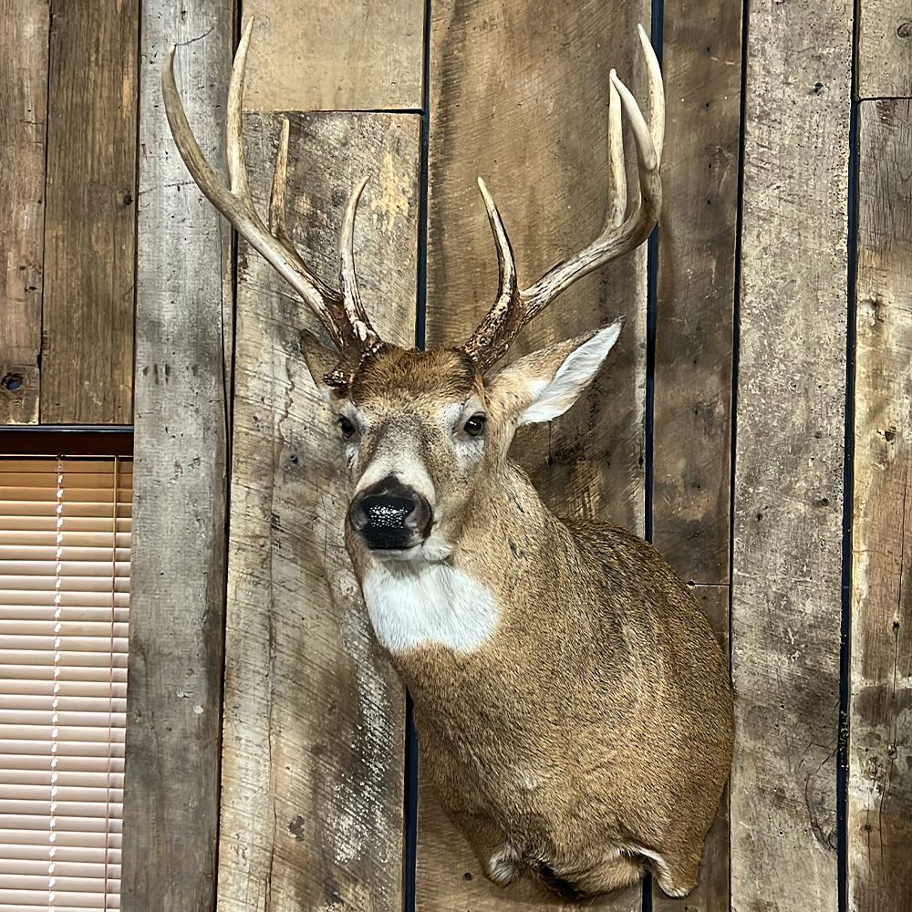 Bourke's Taxidermy Whitetail Deer Mounts