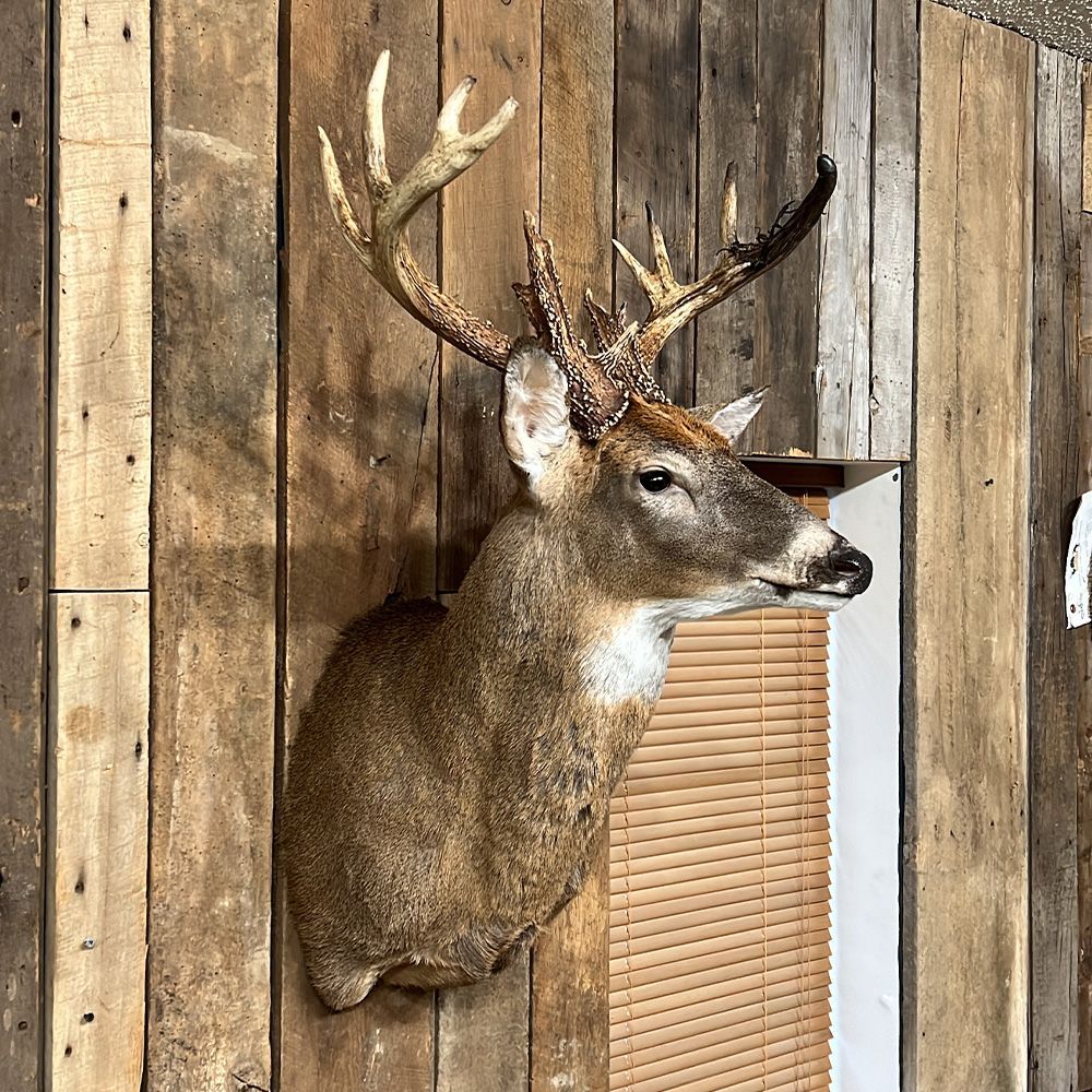 Bourke's Taxidermy Whitetail Deer Mounts
