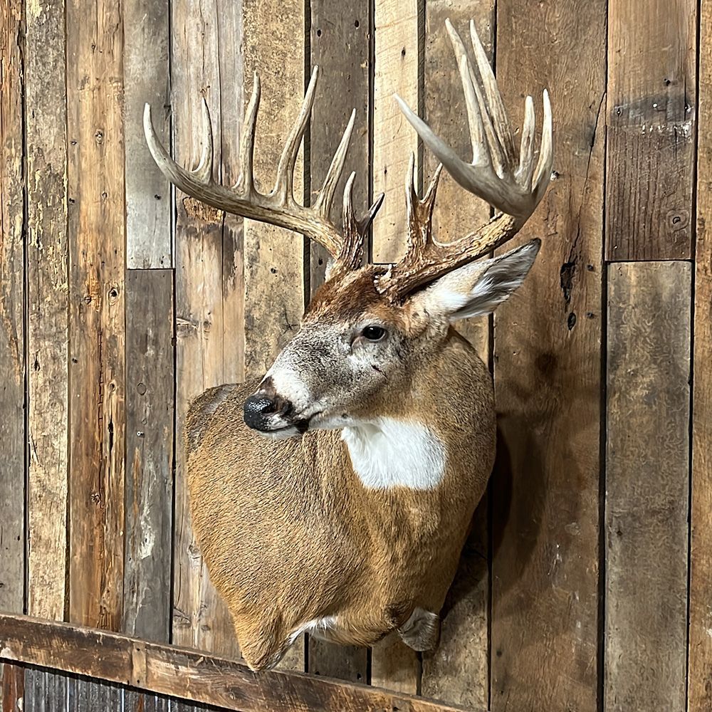 Bourke's Taxidermy Whitetail Deer Mounts