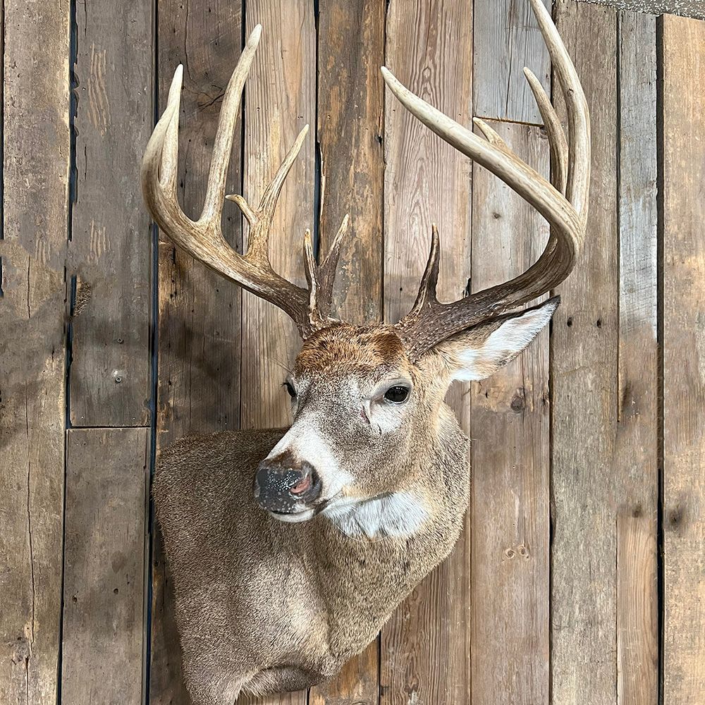 Bourke's Taxidermy Whitetail Deer Mounts