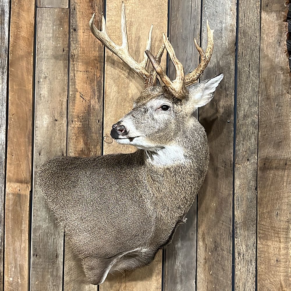 Bourke's Taxidermy Whitetail Deer Mounts