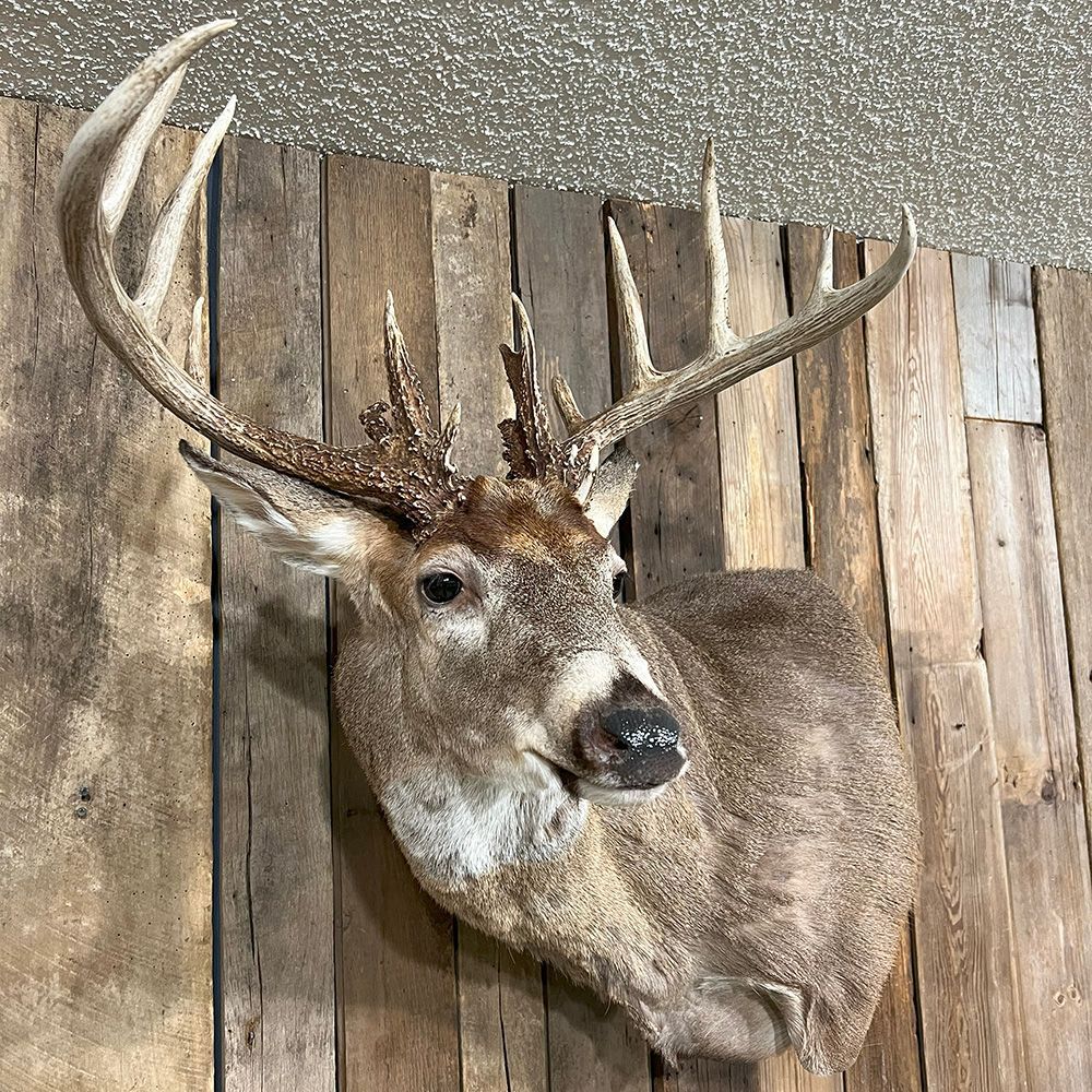 Bourke's Taxidermy Whitetail Deer Mounts