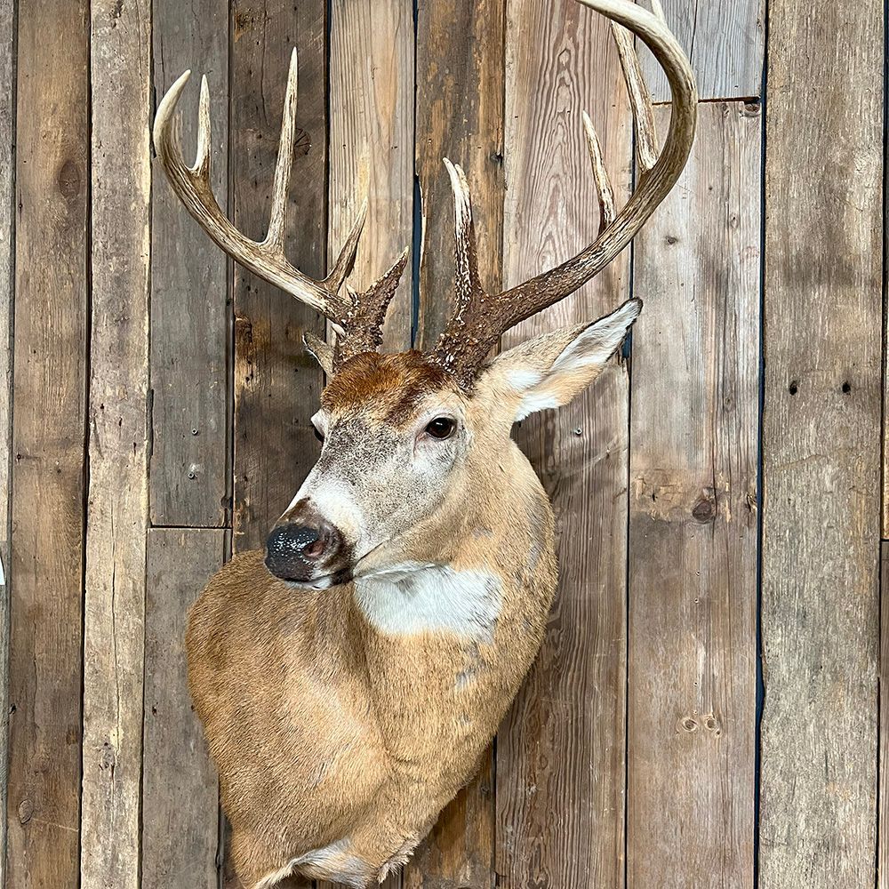 Bourke's Taxidermy Whitetail Deer Mounts