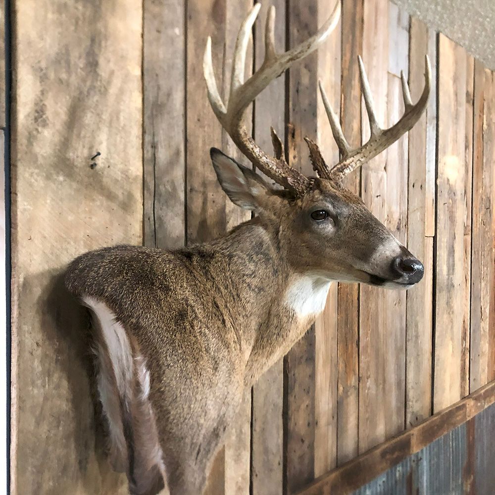 Bourke's Taxidermy Whitetail Deer Mounts