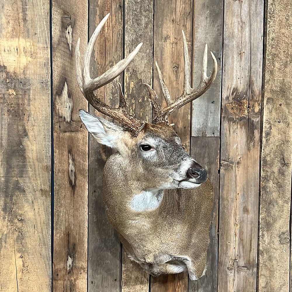 Bourke's Taxidermy Whitetail Deer Mounts
