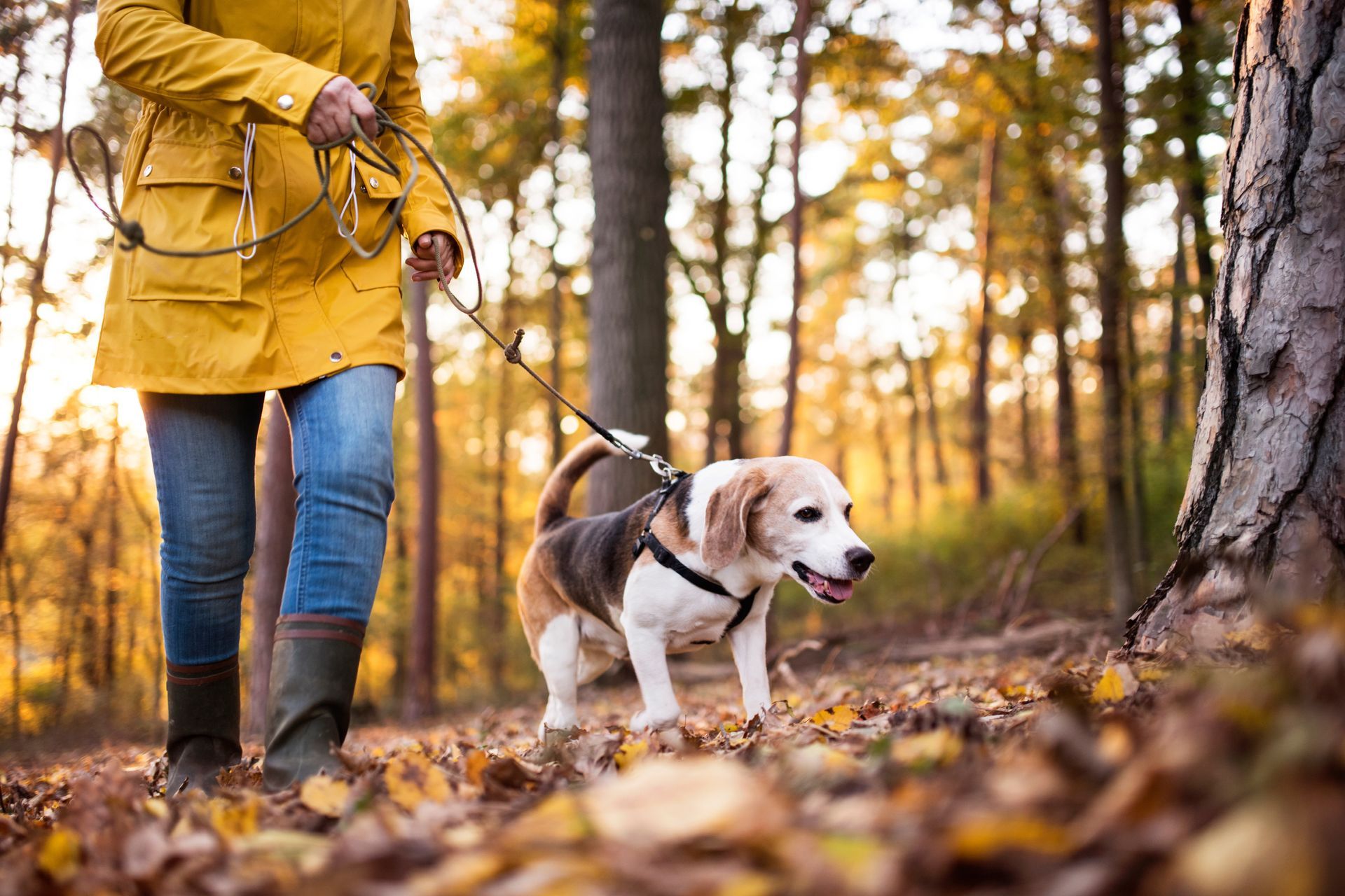 A woman is walking a beagle dog on a leash in the woods.