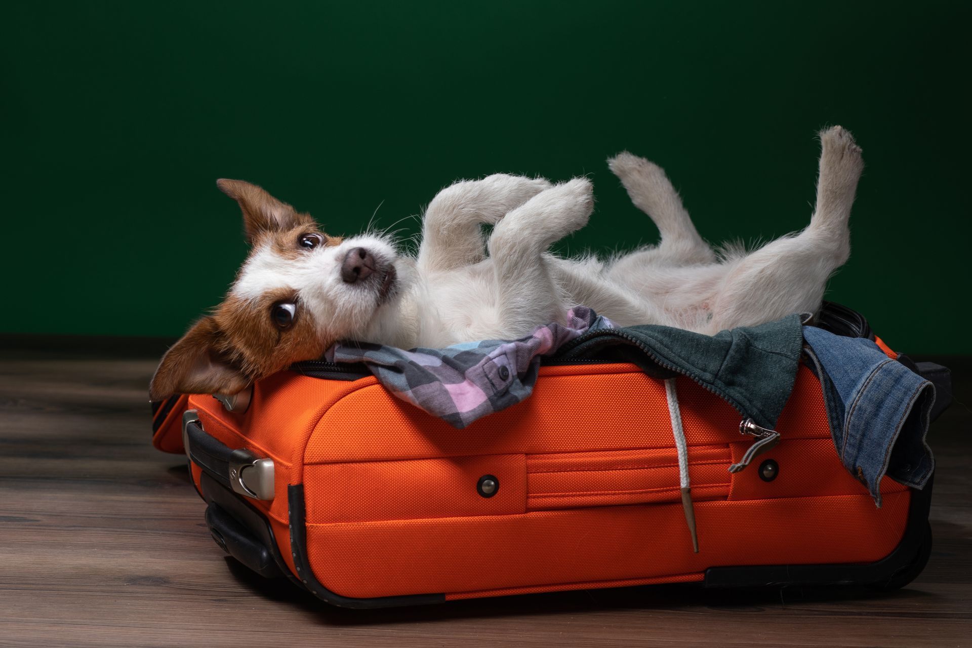 A dog is laying on its back in an orange suitcase.