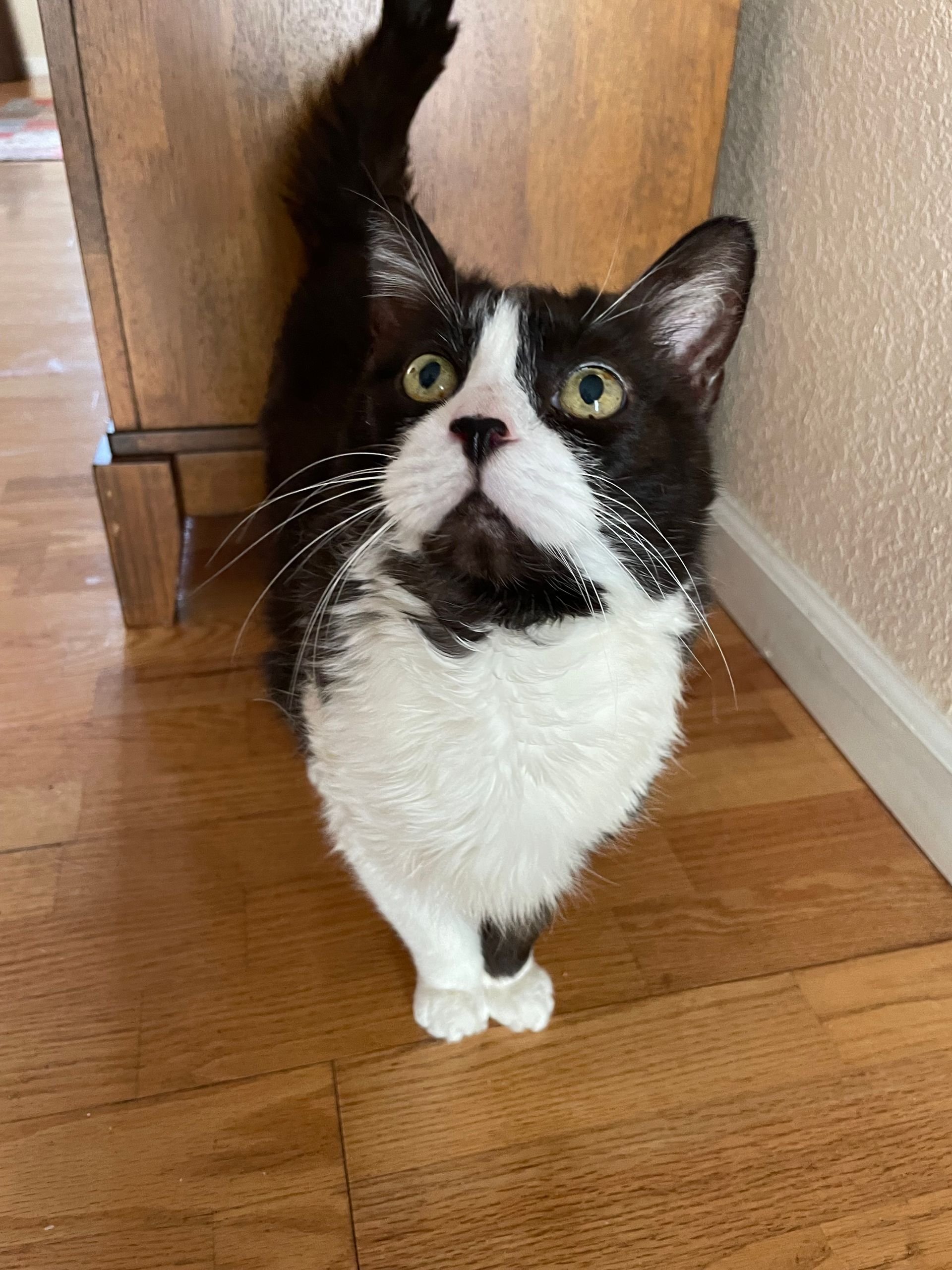A black and white cat is standing on a wooden floor.