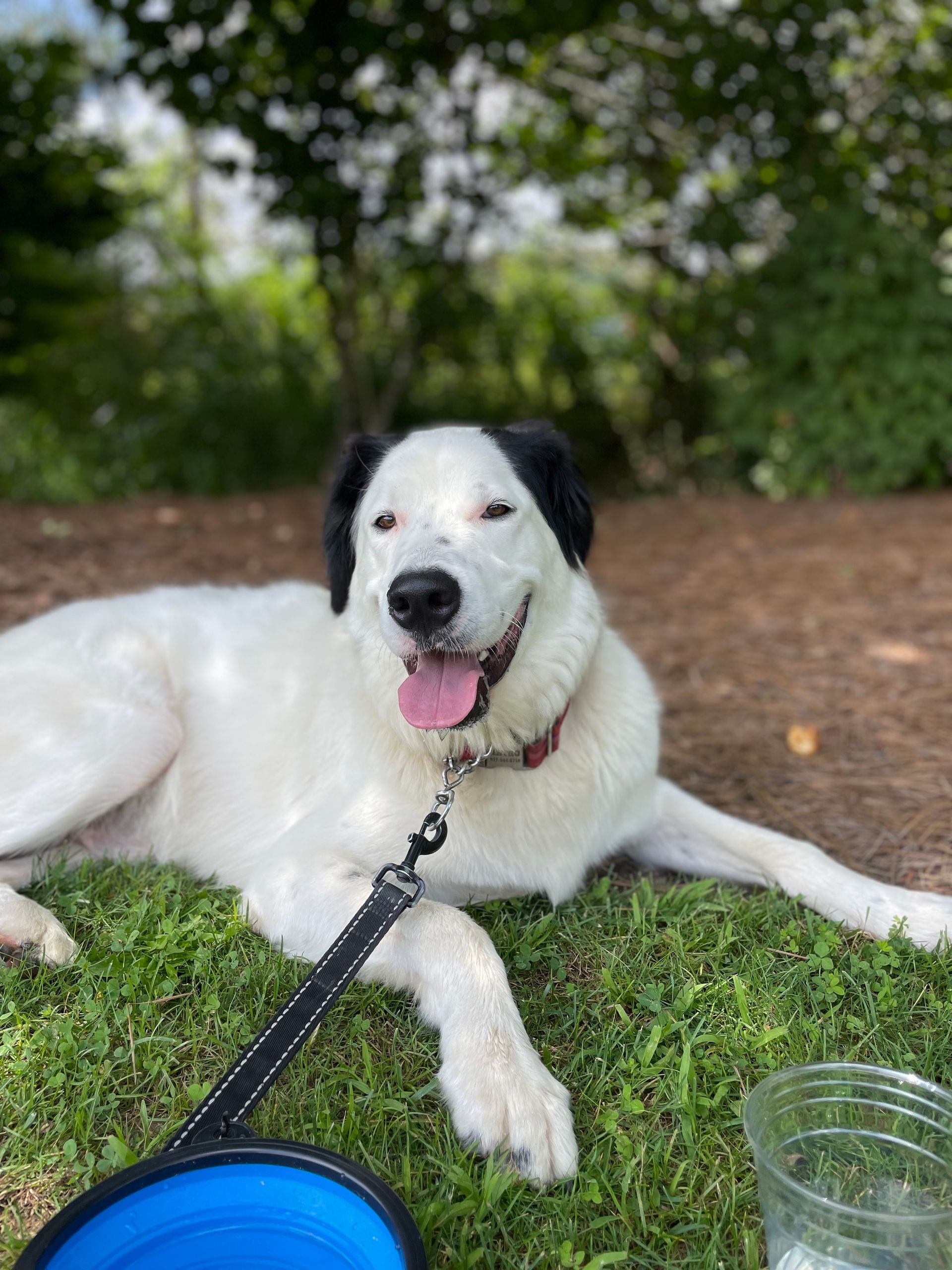 A black and white dog is laying in the grass next to a blue bowl.