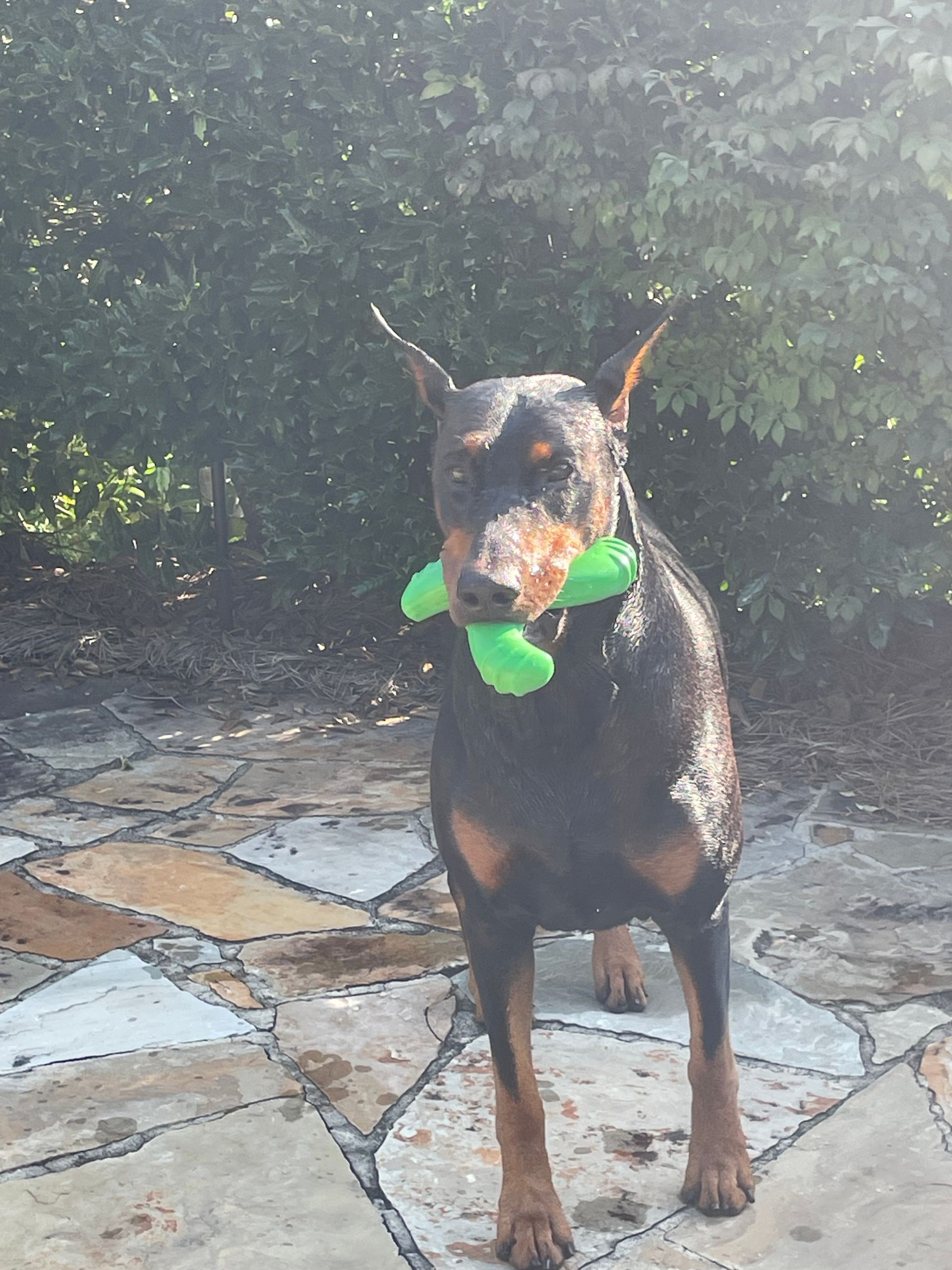 A dog with a green toy in its mouth