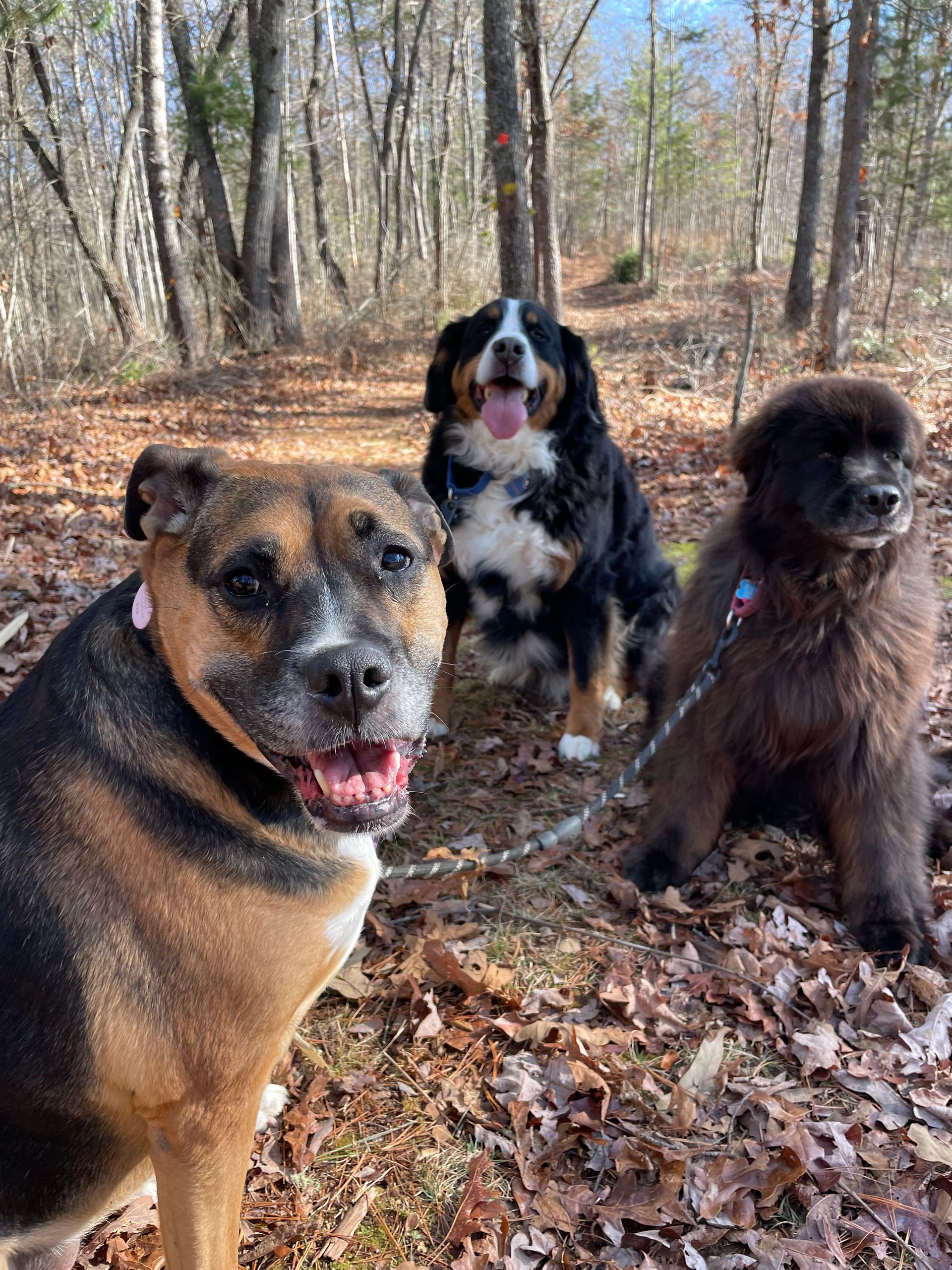 Three dogs are standing next to each other in the woods.