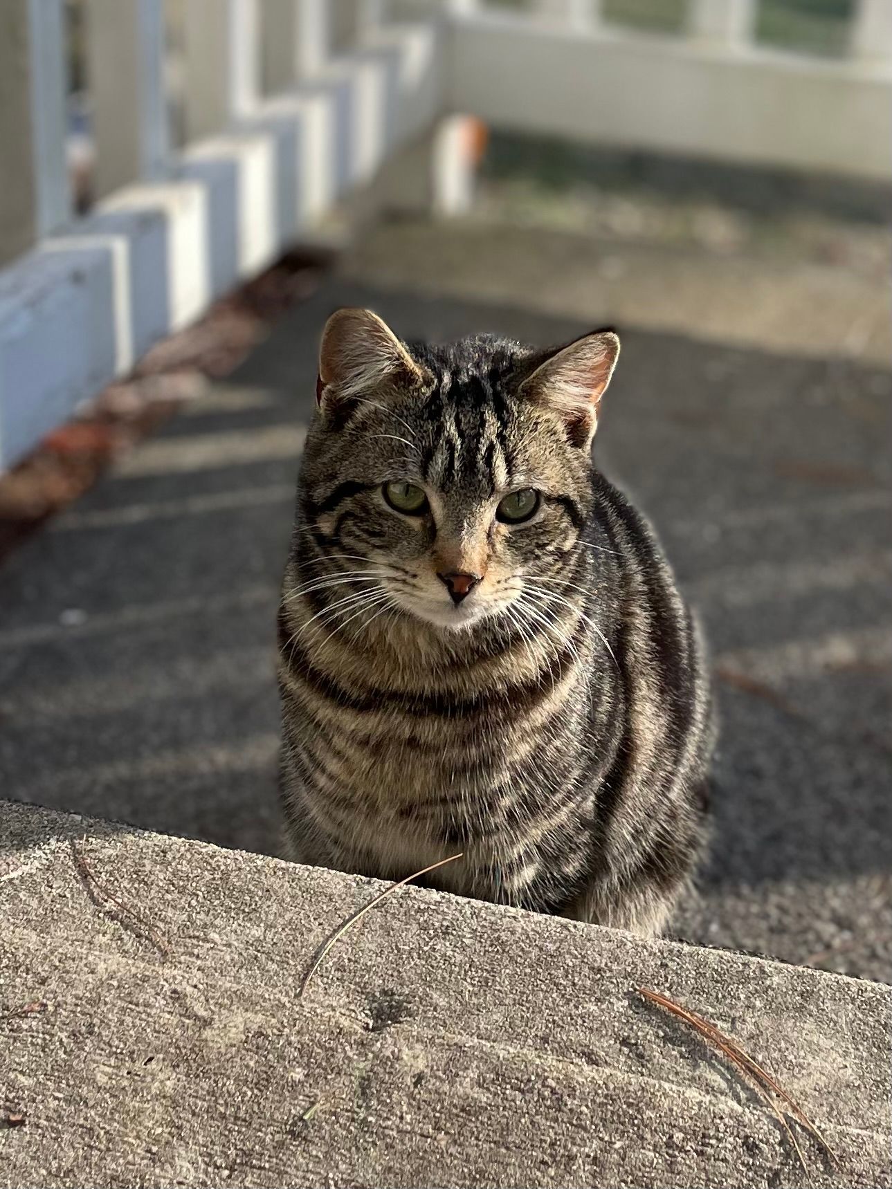 A cat is sitting on a rock looking at the camera.