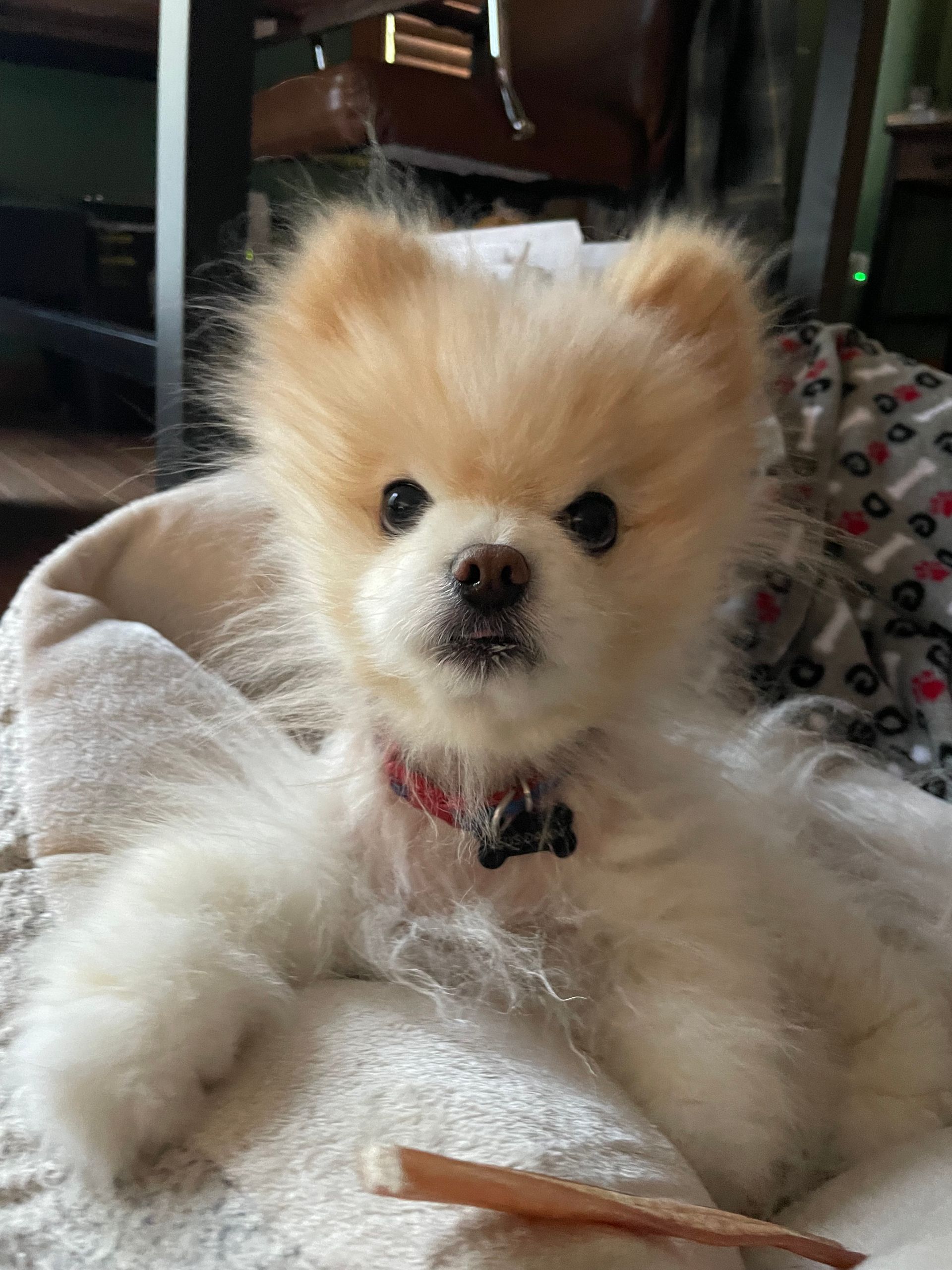 A small pomeranian dog is laying on a blanket on a bed.