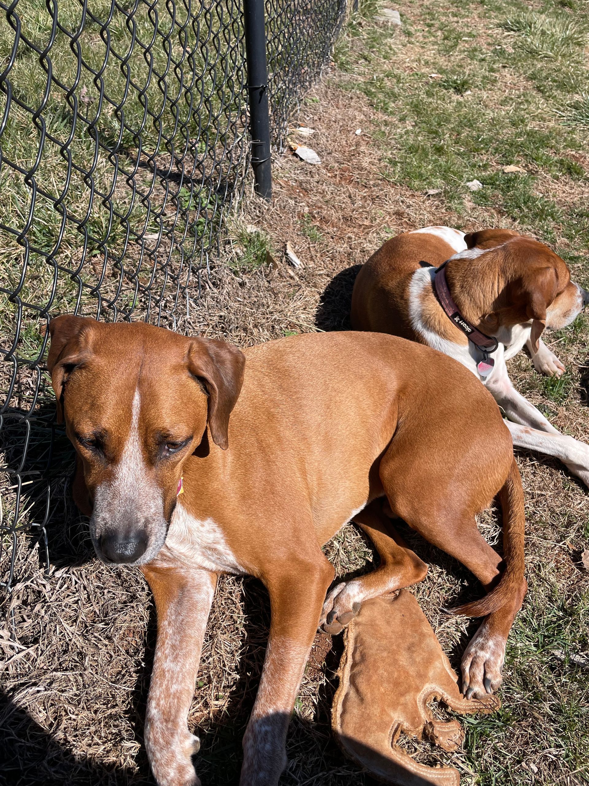 Two brown dogs are laying on the ground next to a chain link fence.