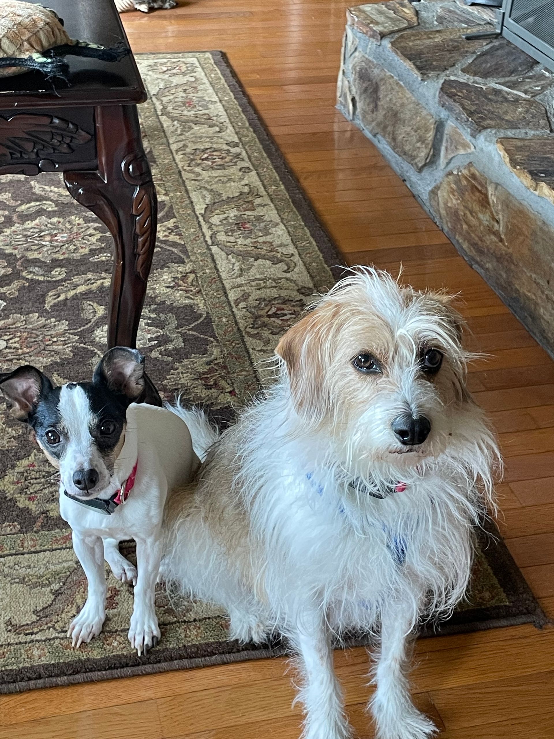 Two dogs are sitting next to each other on a rug in a living room.