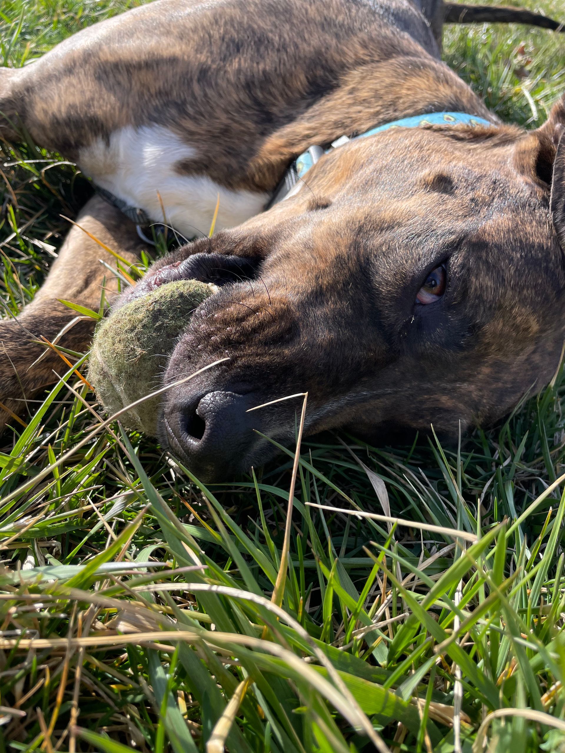 A dog is laying in the grass with a tennis ball in its mouth.