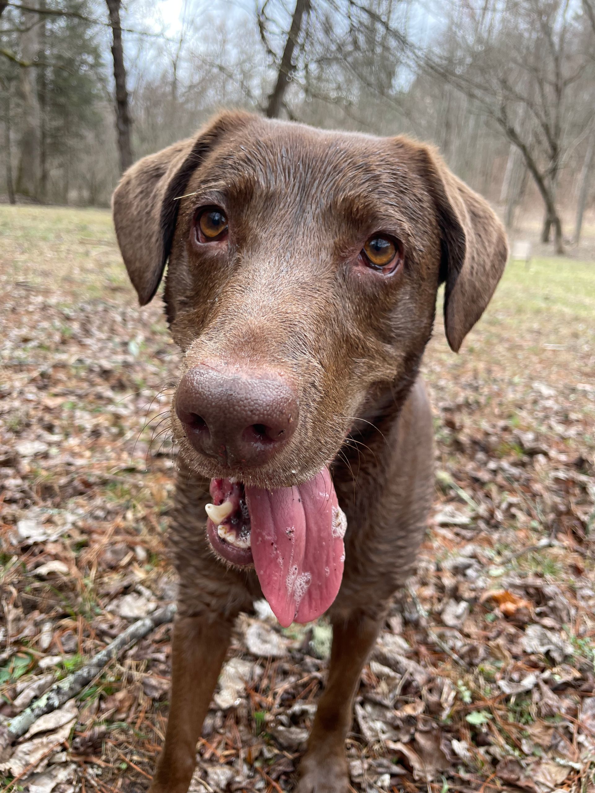 A brown dog with its tongue hanging out is standing in the woods.