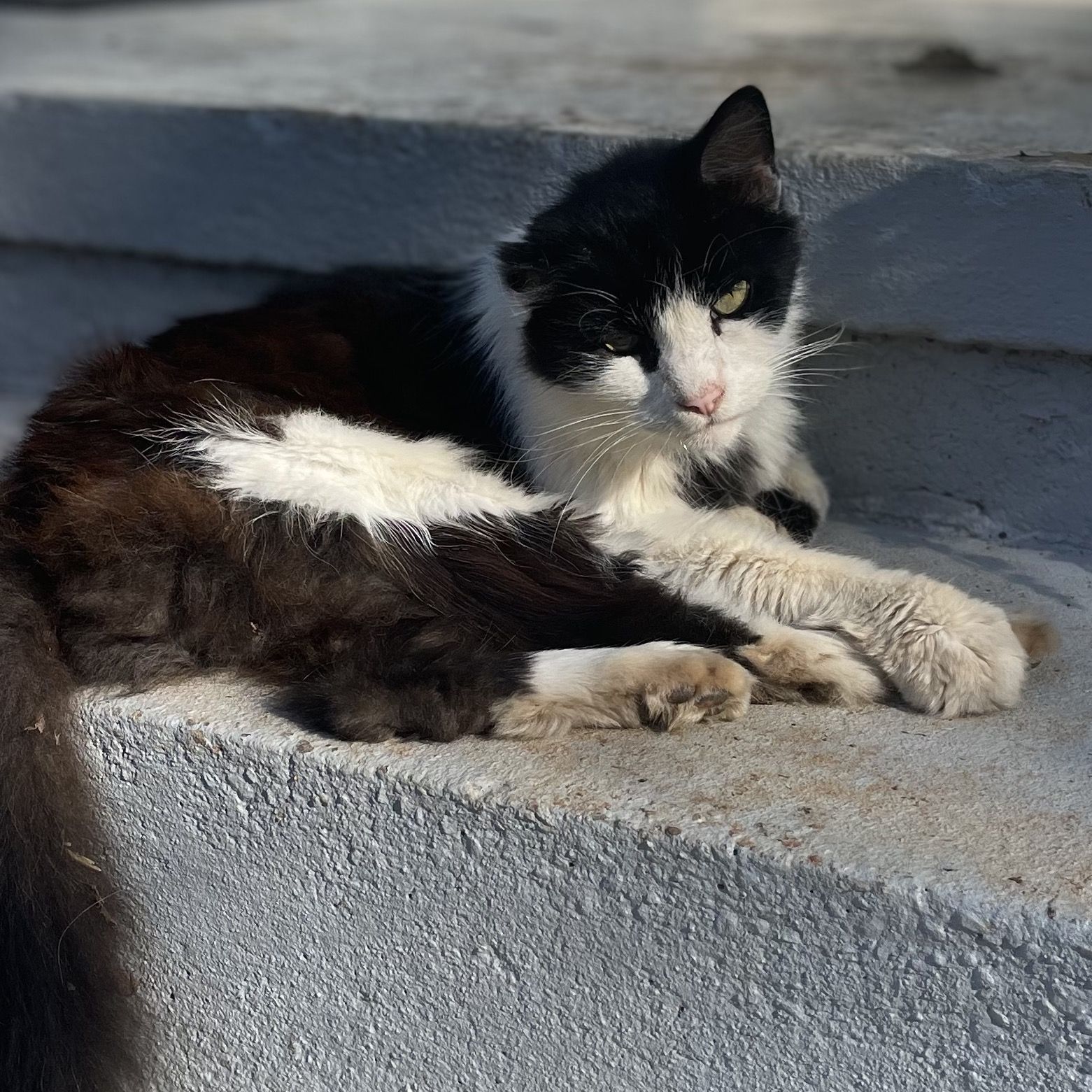 A black and white cat is laying on a set of steps