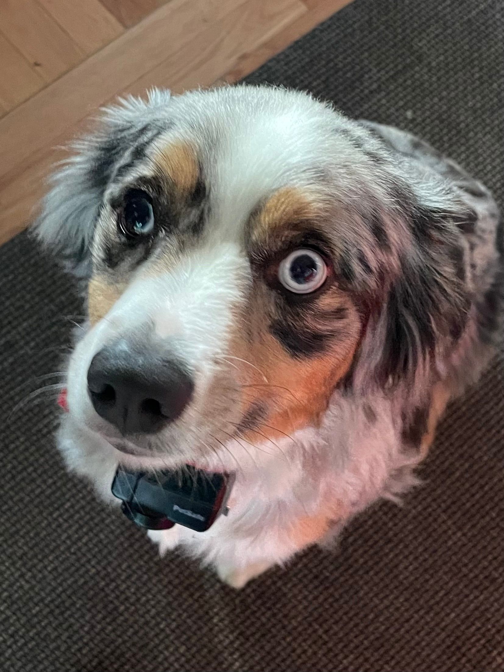 A close up of a dog looking up at the camera.