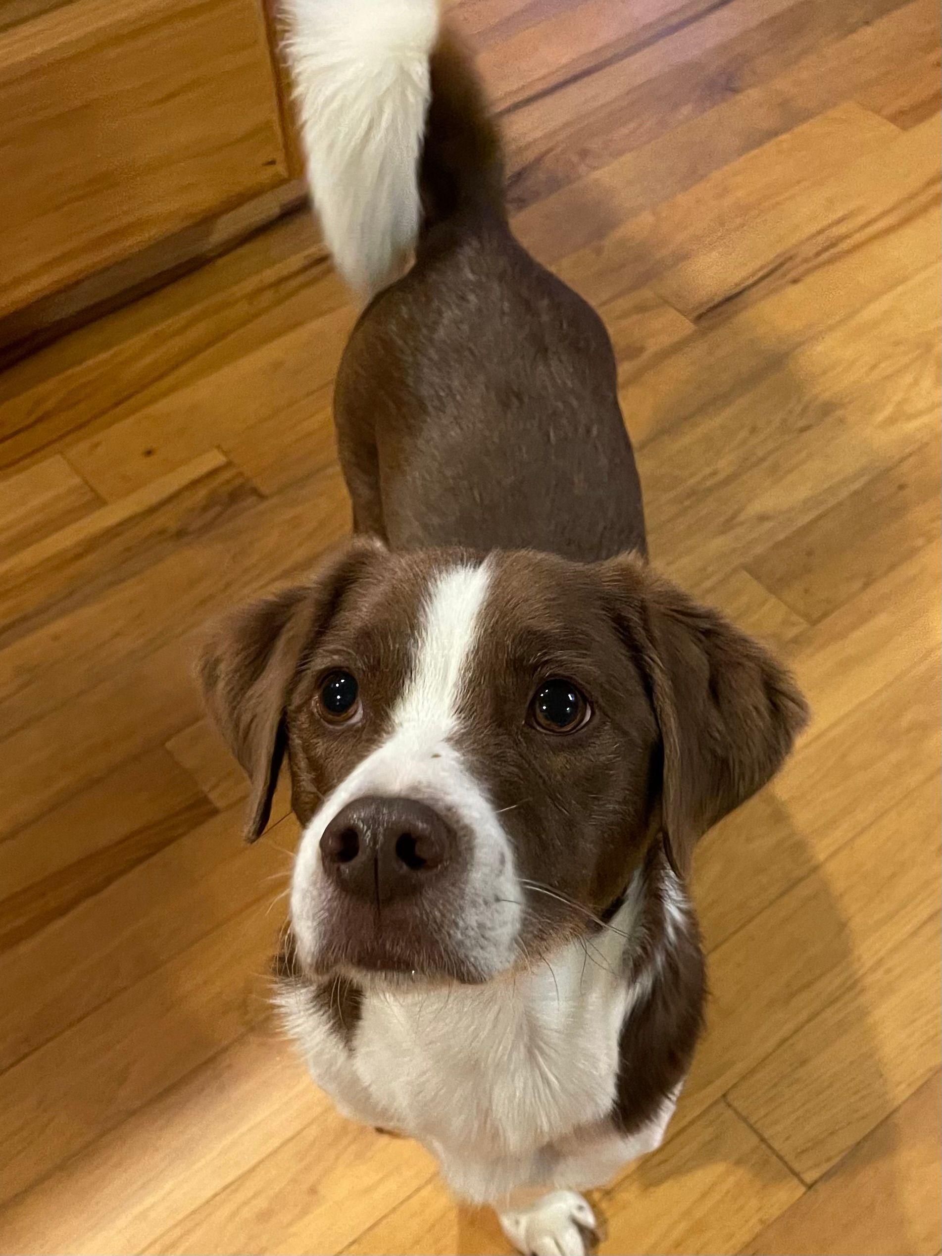 A brown and white dog is standing on a wooden floor looking up at the camera.