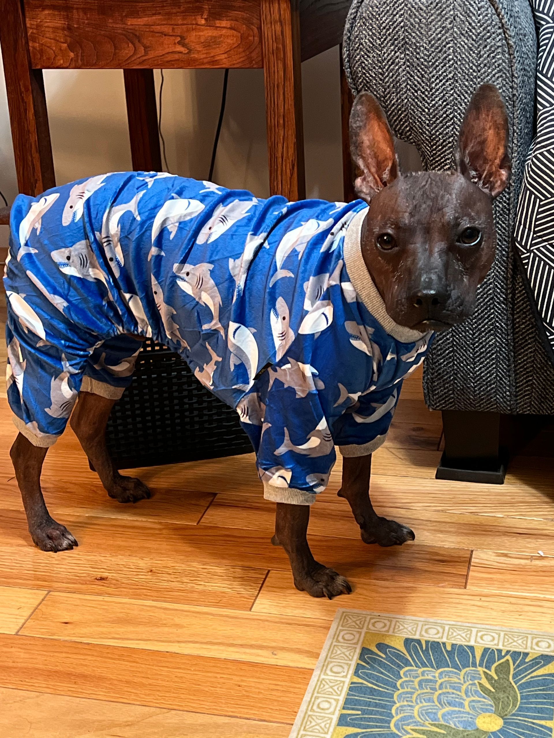 A hairless dog wearing a blue pajama suit is standing on a wooden floor.