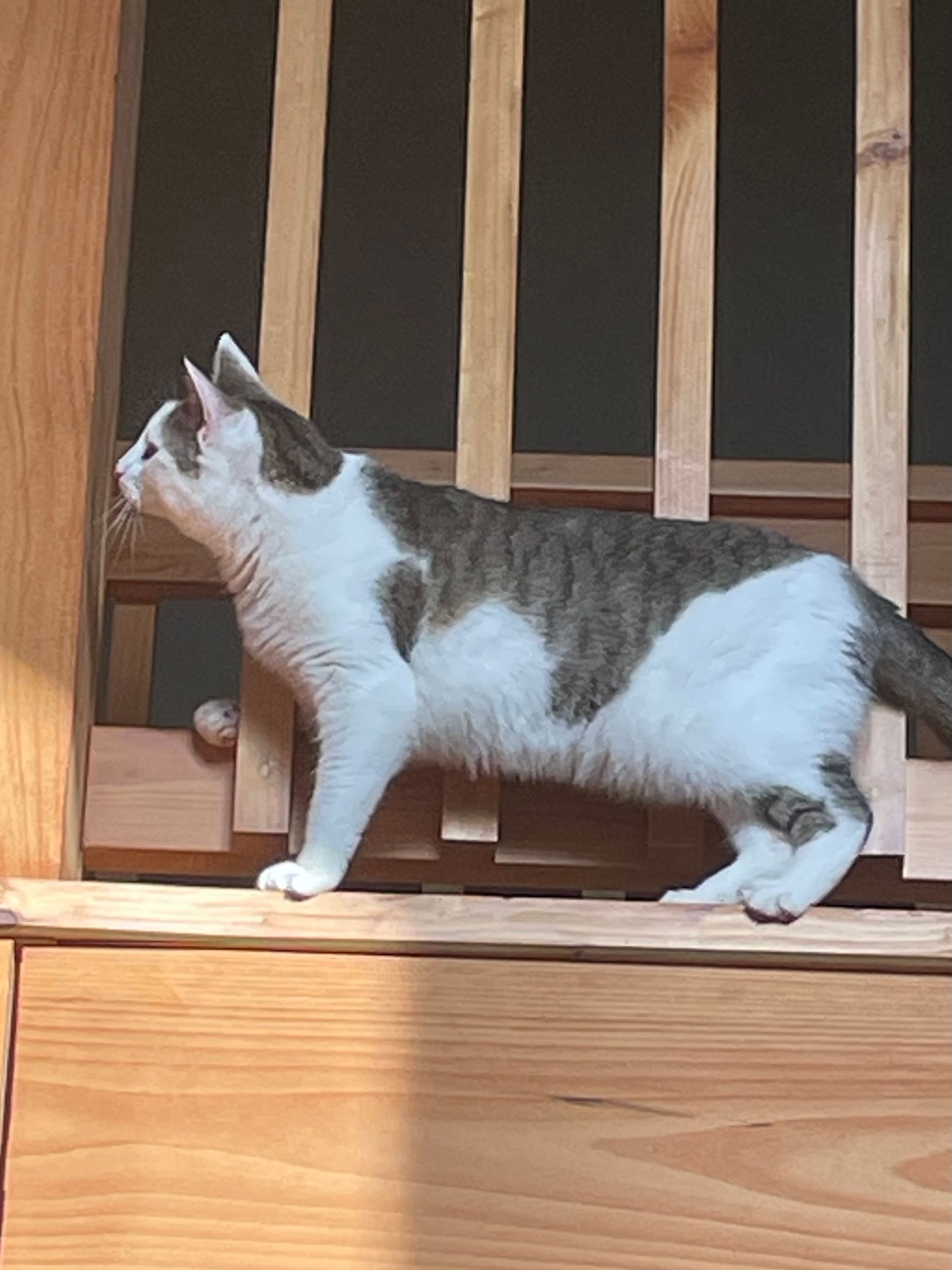 A cat is walking down a set of wooden stairs.