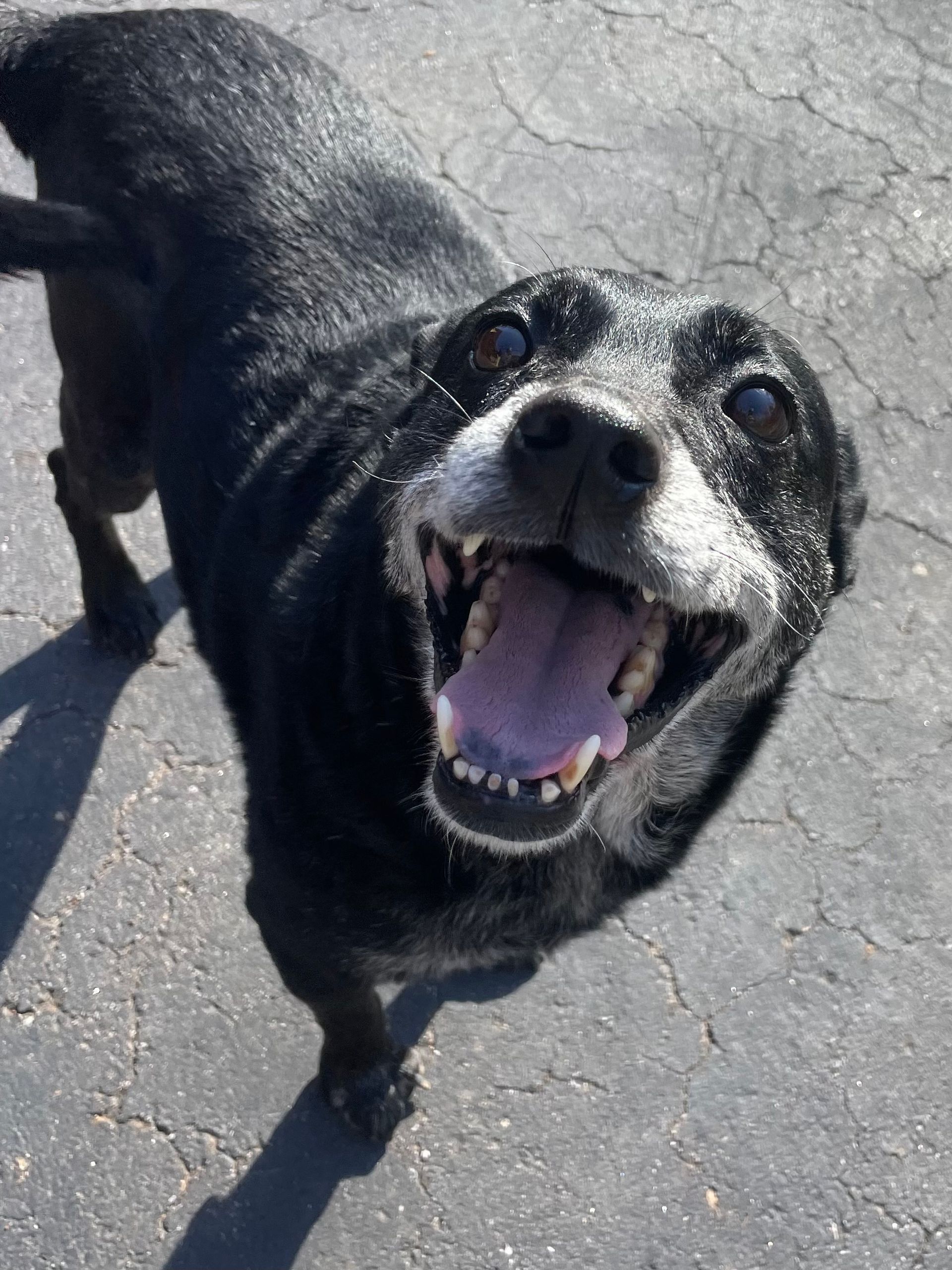 A close up of a black dog with its mouth open