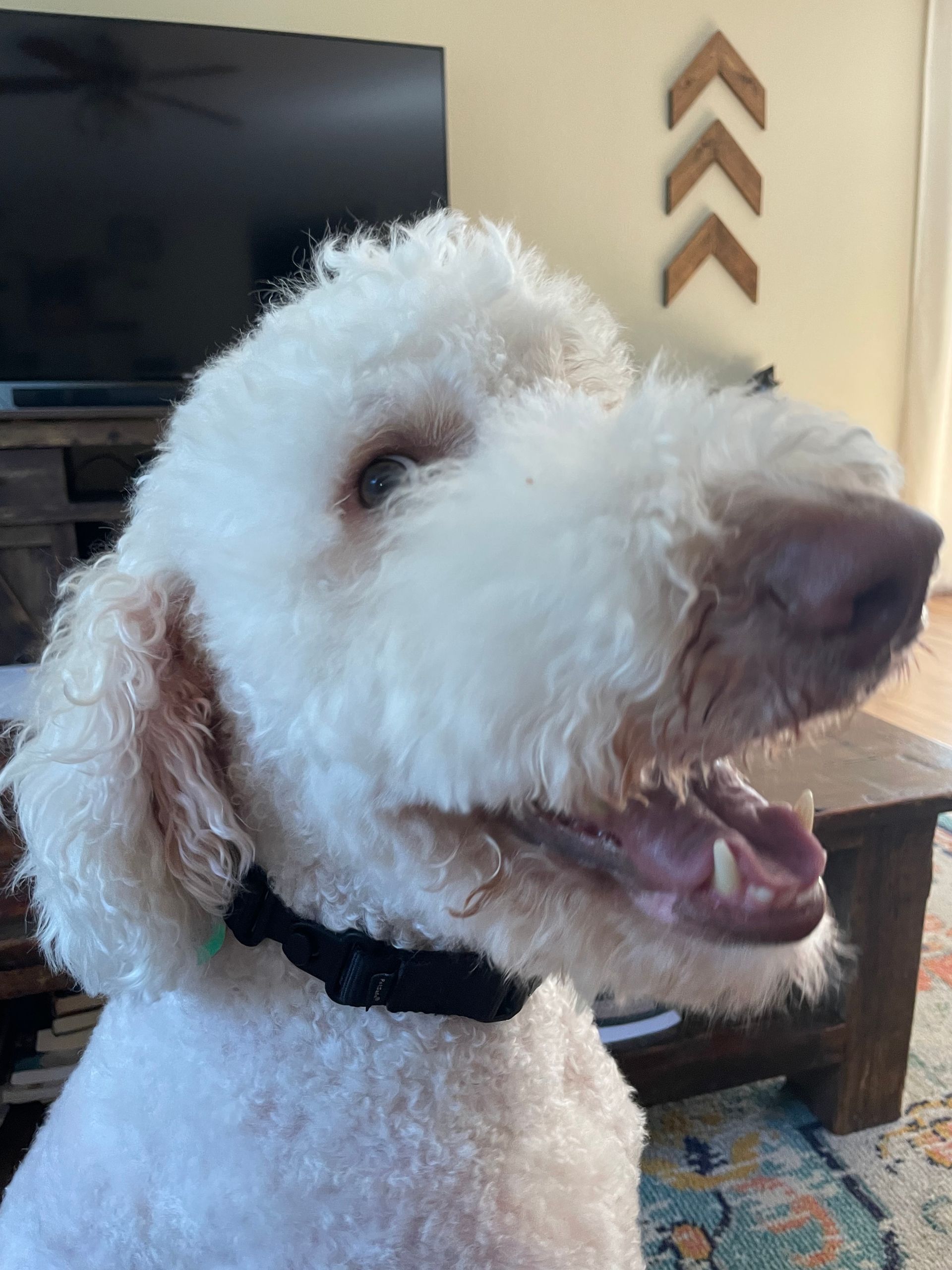 A white dog is sitting in a living room with its mouth open.