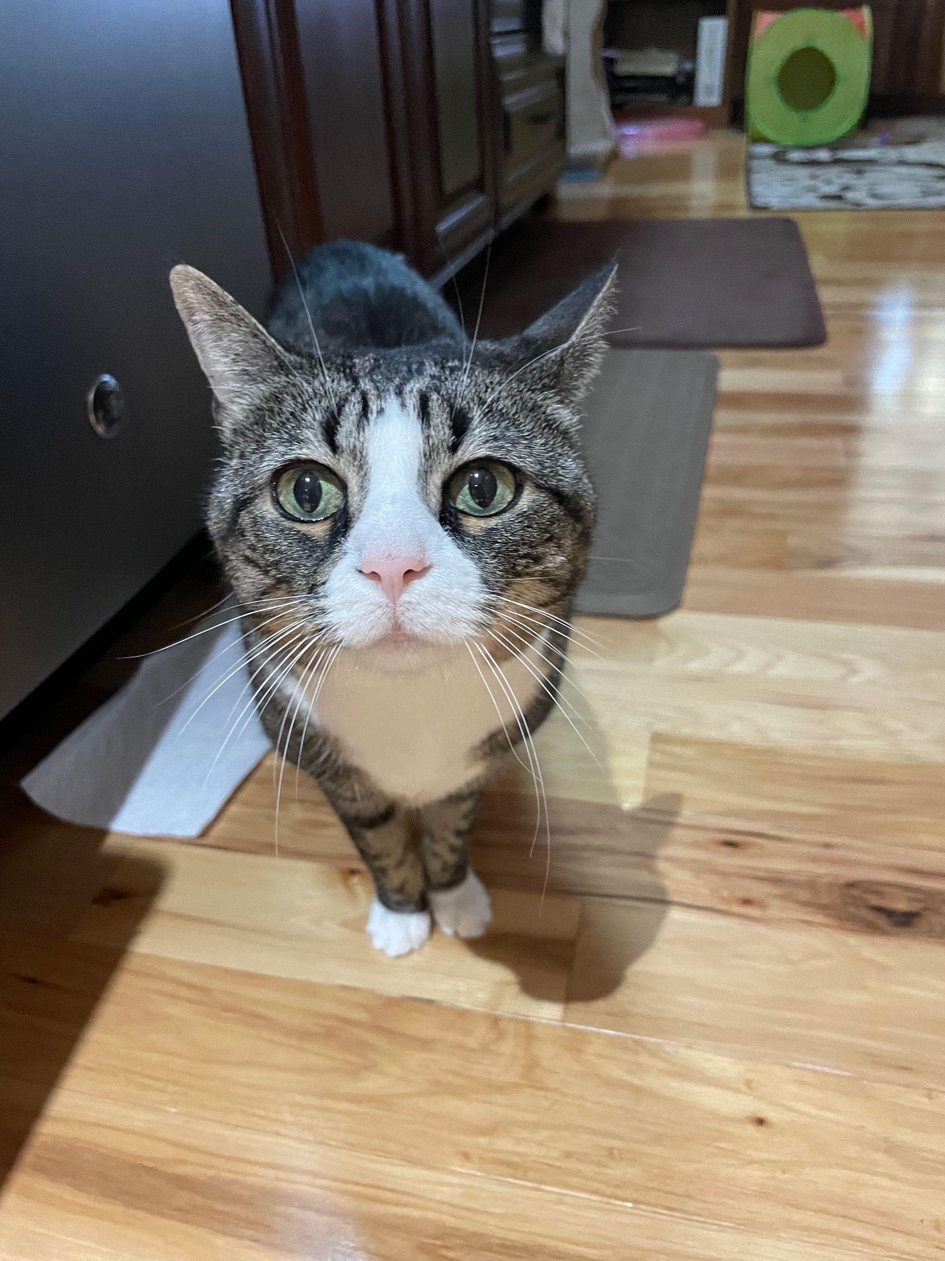 A cat is standing on a wooden floor and looking at the camera.
