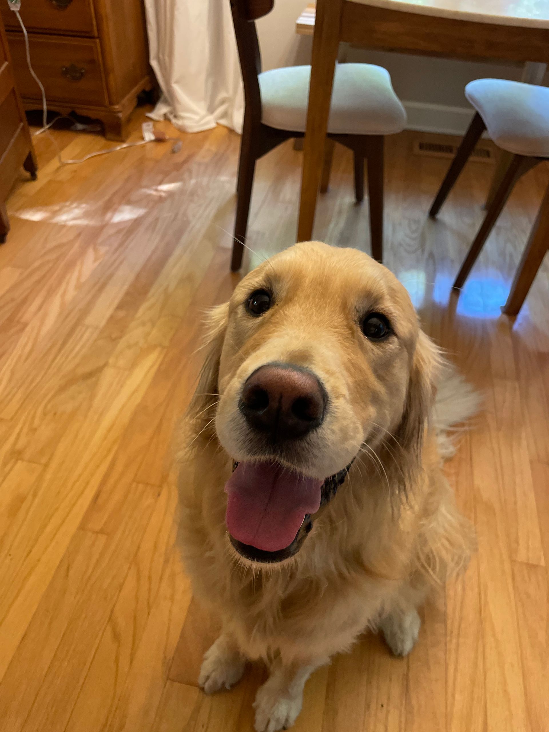 A dog is sitting on a wooden floor with its tongue hanging out.