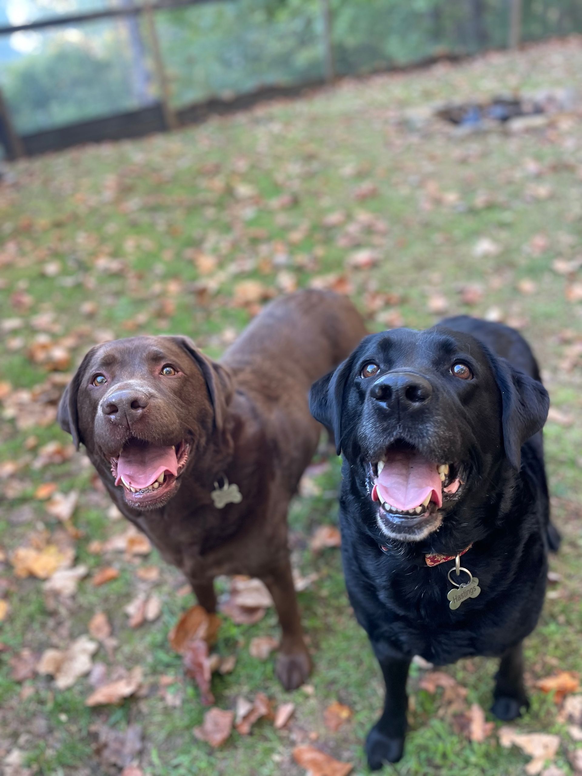 Two dogs are standing next to each other in the grass with their tongues out.