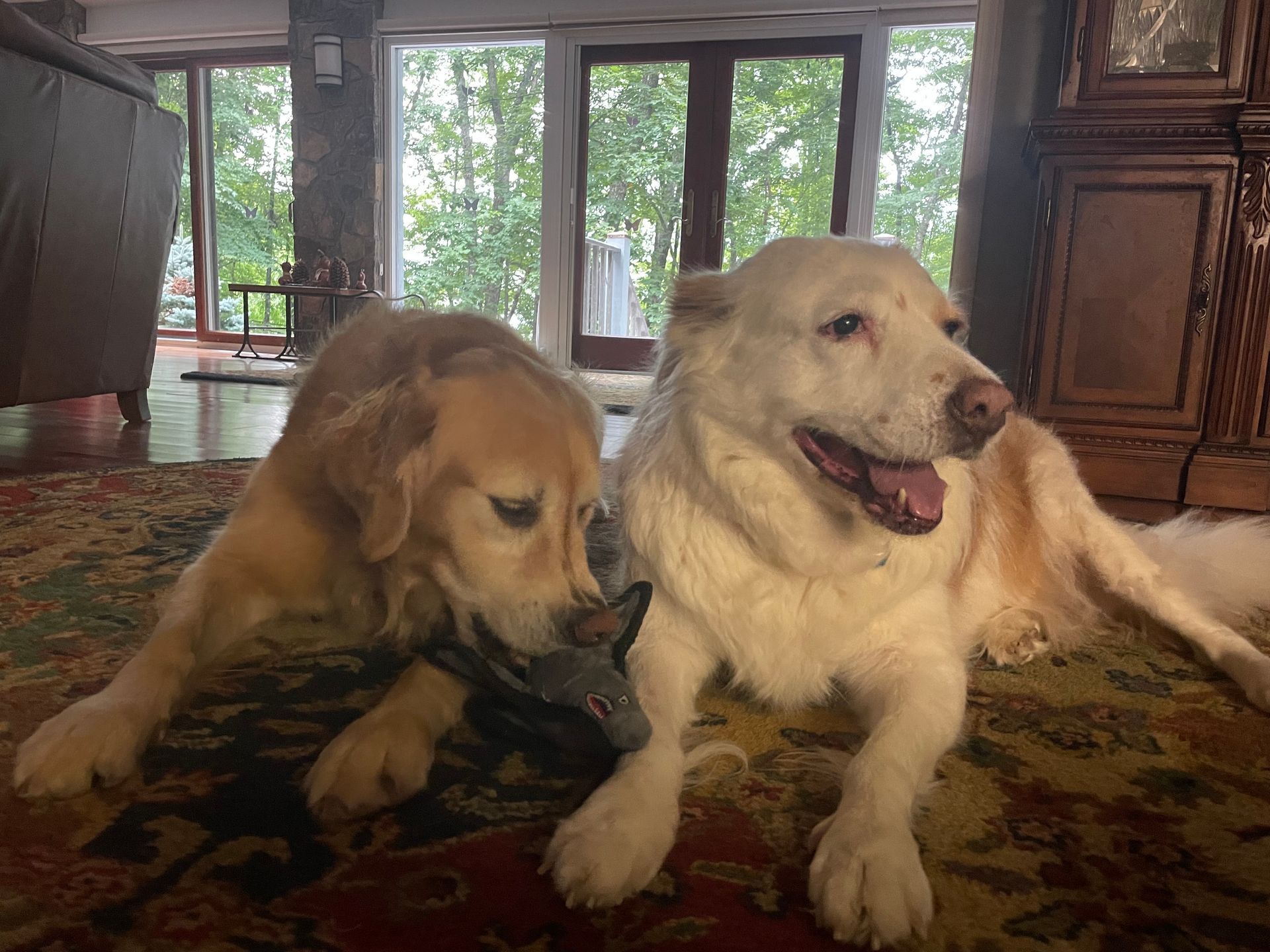 Two dogs are playing with a toy on the floor in a living room.