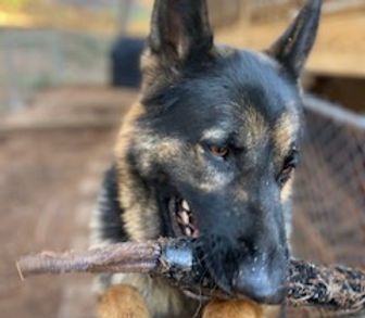 A german shepherd dog is chewing on a stick.