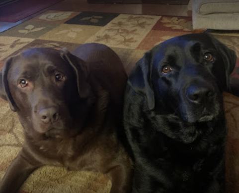 Two dogs are laying on a rug and looking at the camera